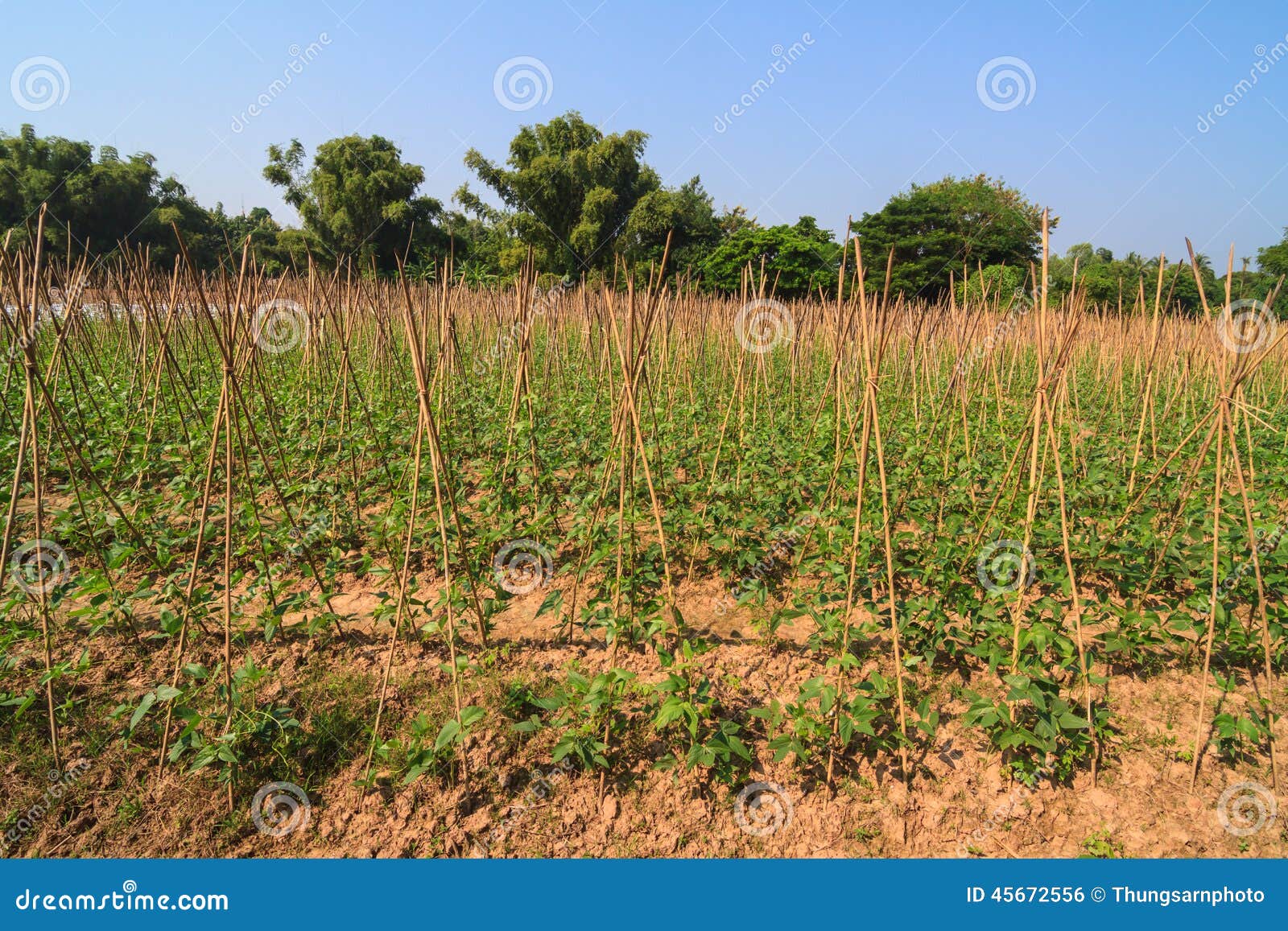 Yard long bean farm stock photo. Image of bamboo, plant 45672556