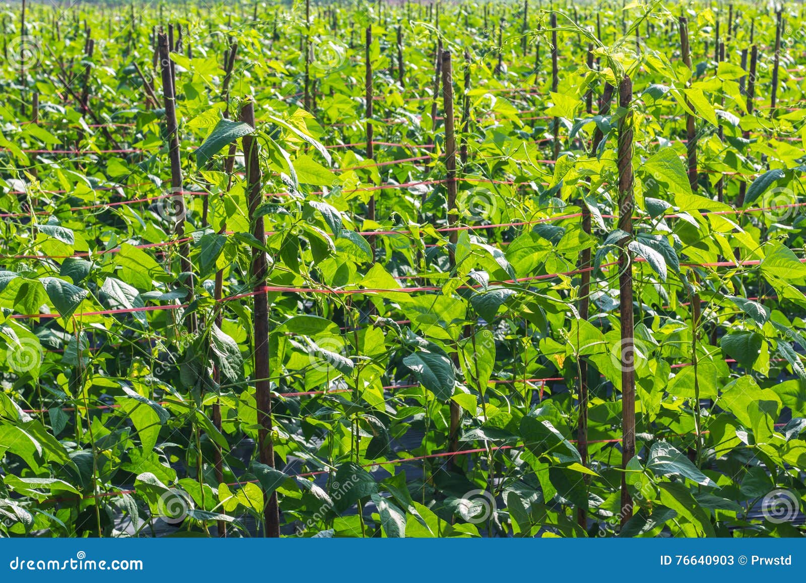 Yard long bean farm stock image. Image of group, fresh 76640903