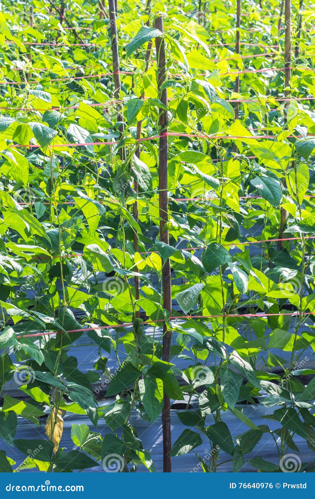 Yard long bean farm stock photo. Image of chinese, fresh 76640976