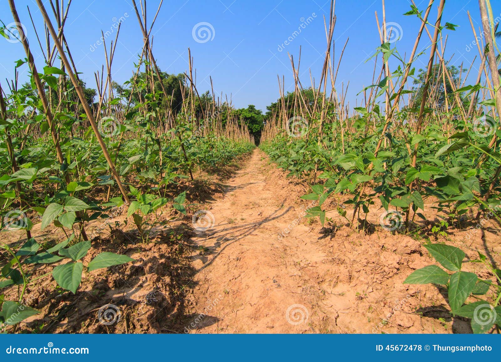 Yard long bean farm stock photo. Image of nutrition, garden 45672478