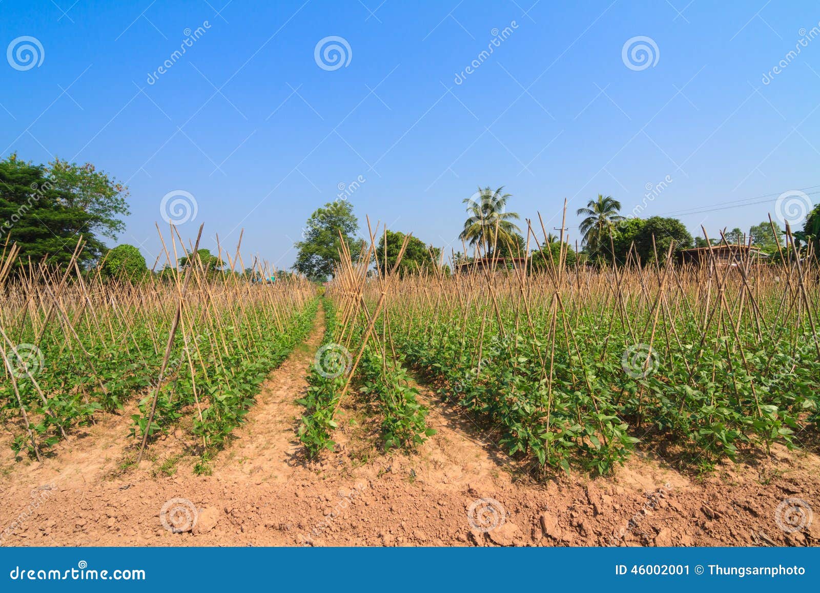 Yard long bean farm stock image. Image of outdoor, yard 46002001
