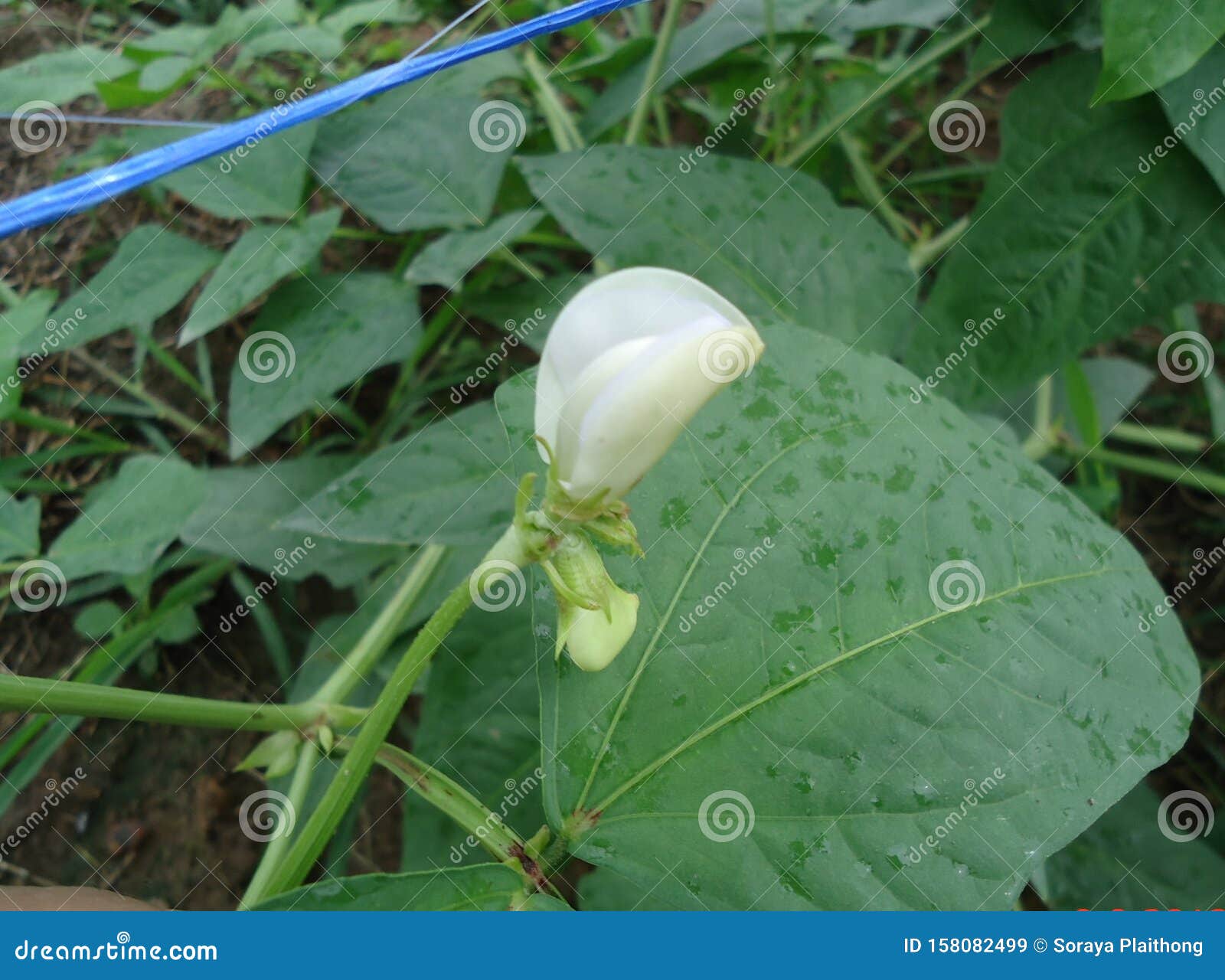Yardlong Bean Flower, Yardlong Bean Flower Will Bloom Thrust Out into