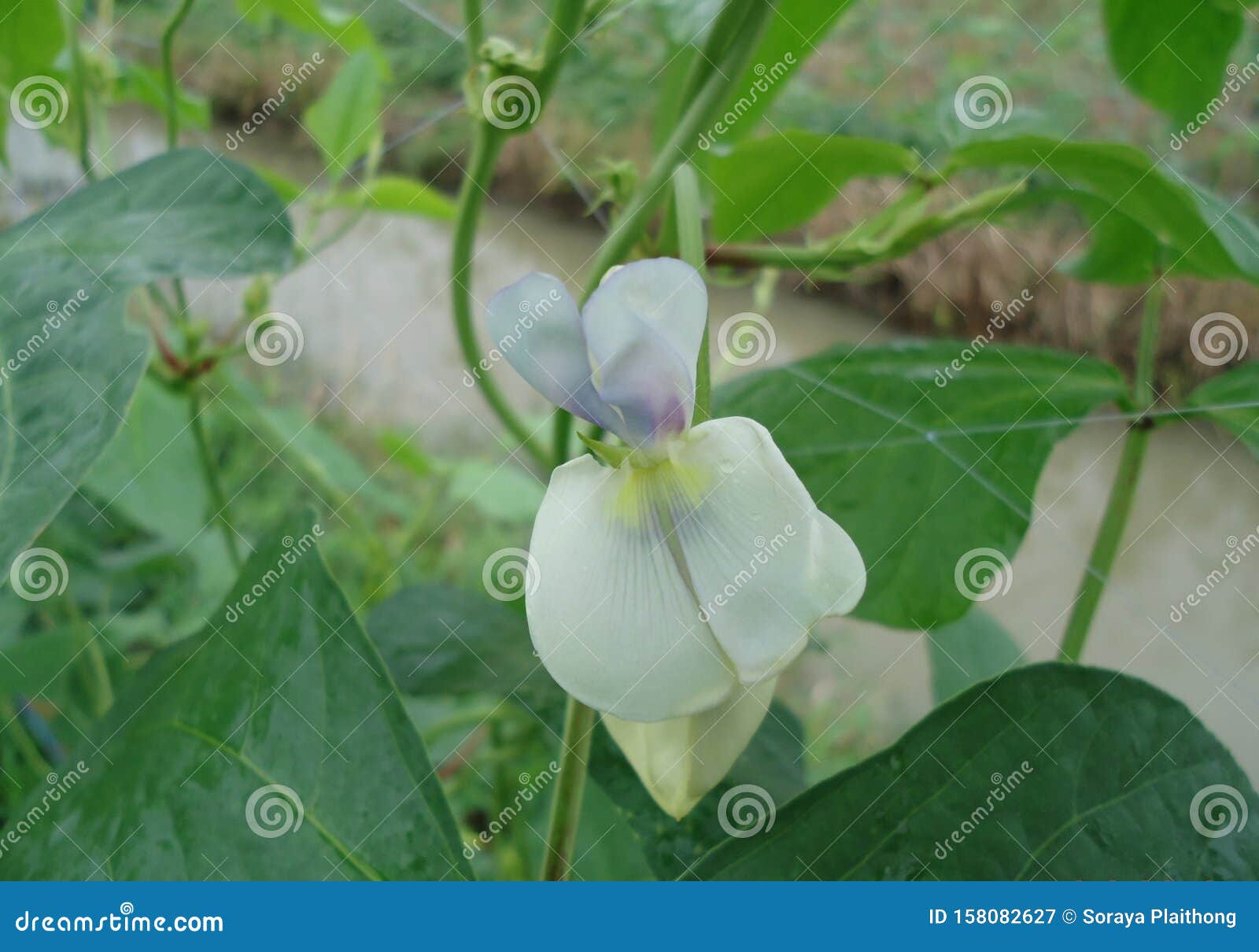 Yardlong Bean Flower, Yardlong Bean Flower Will Bloom Thrust Out into