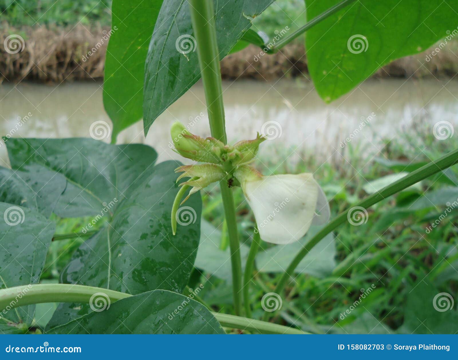 Yardlong Bean Flower, Yardlong Bean Flower Will Bloom Thrust Out into