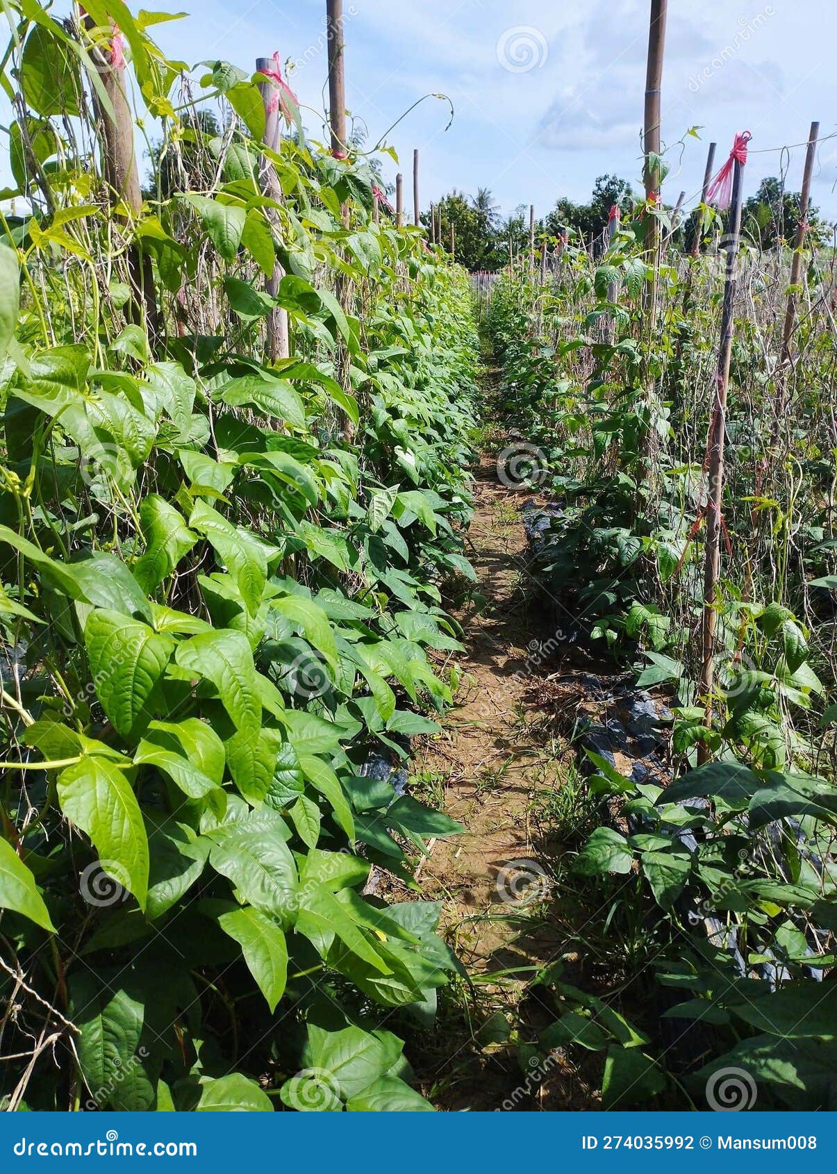 Yard Long Bean Plant in Nature Garden Stock Photo Image of harvest