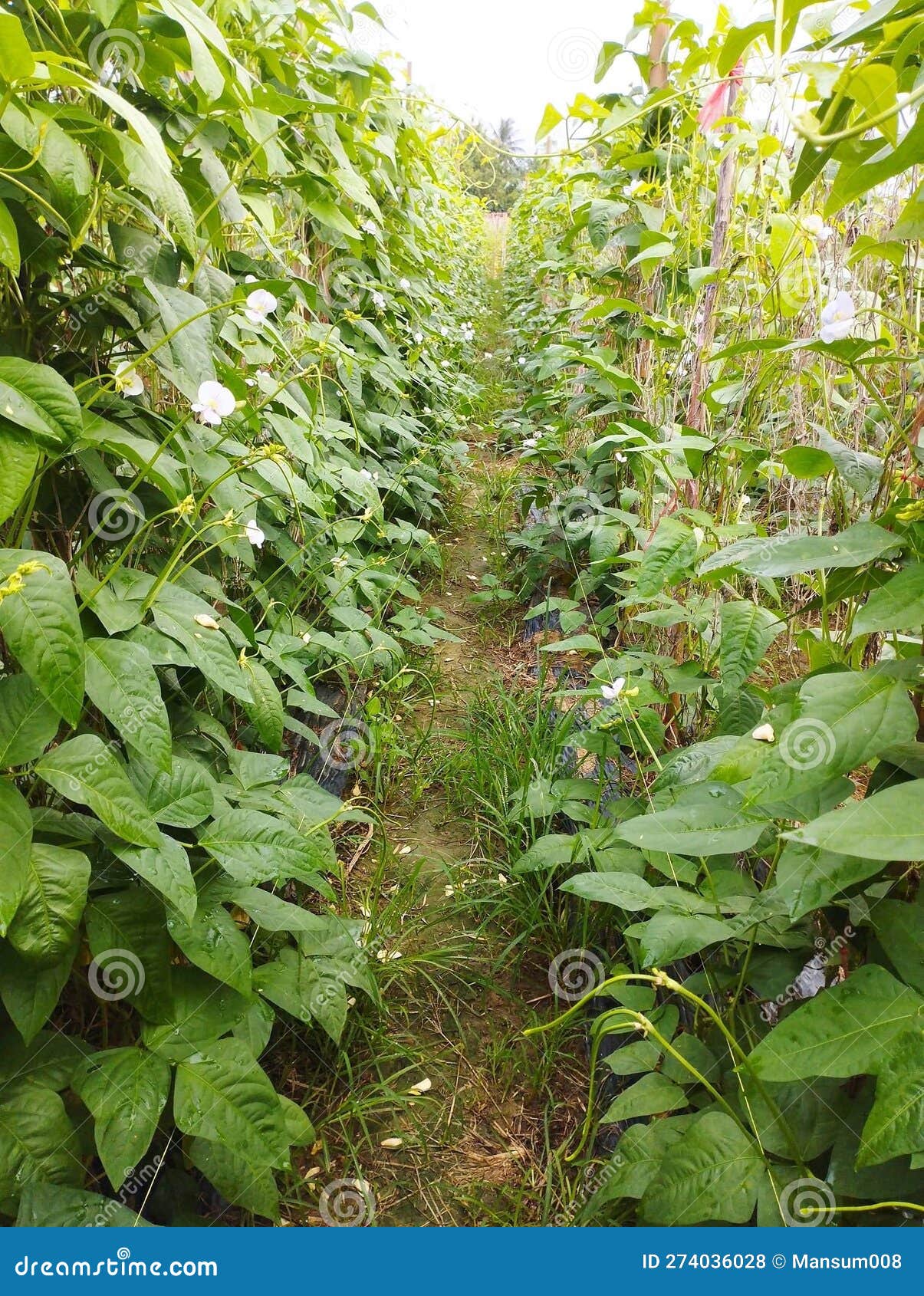 Yard Long Bean Plant in Nature Garden Stock Photo Image of leaf, tree