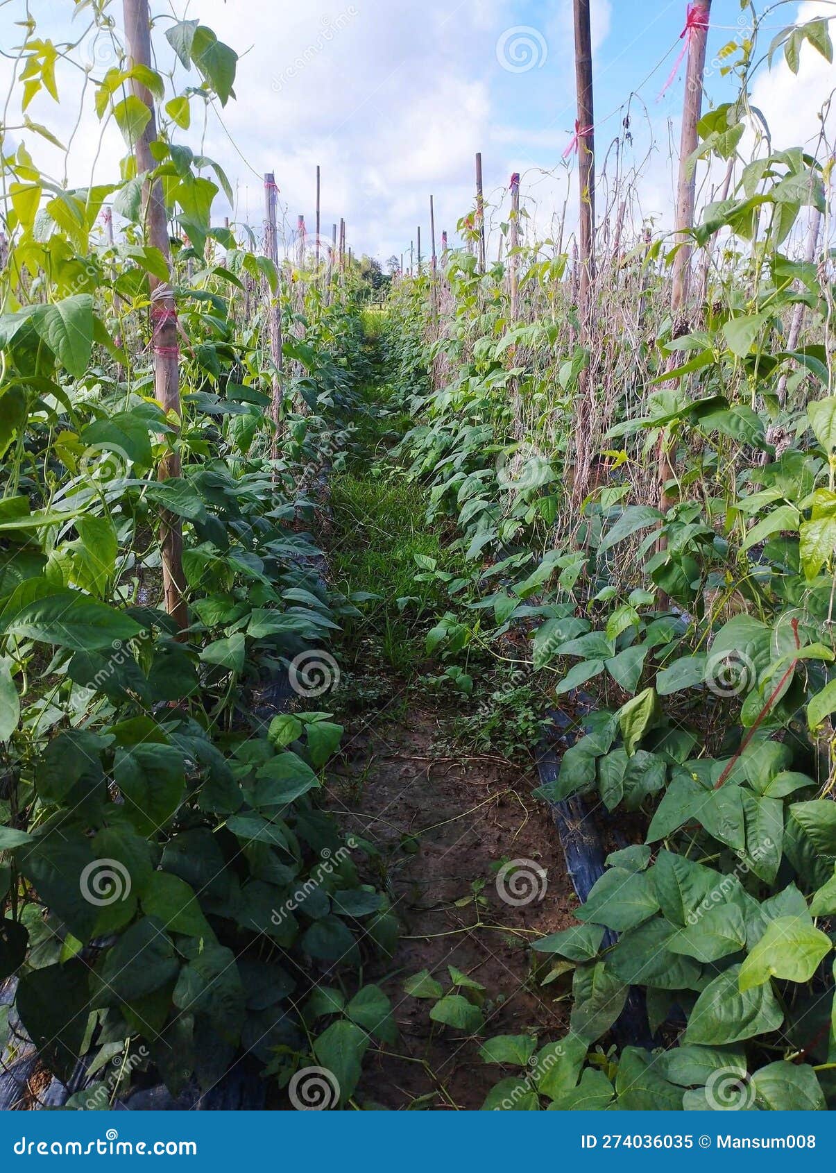 Yard Long Bean Plant in Nature Garden Stock Image Image of branch