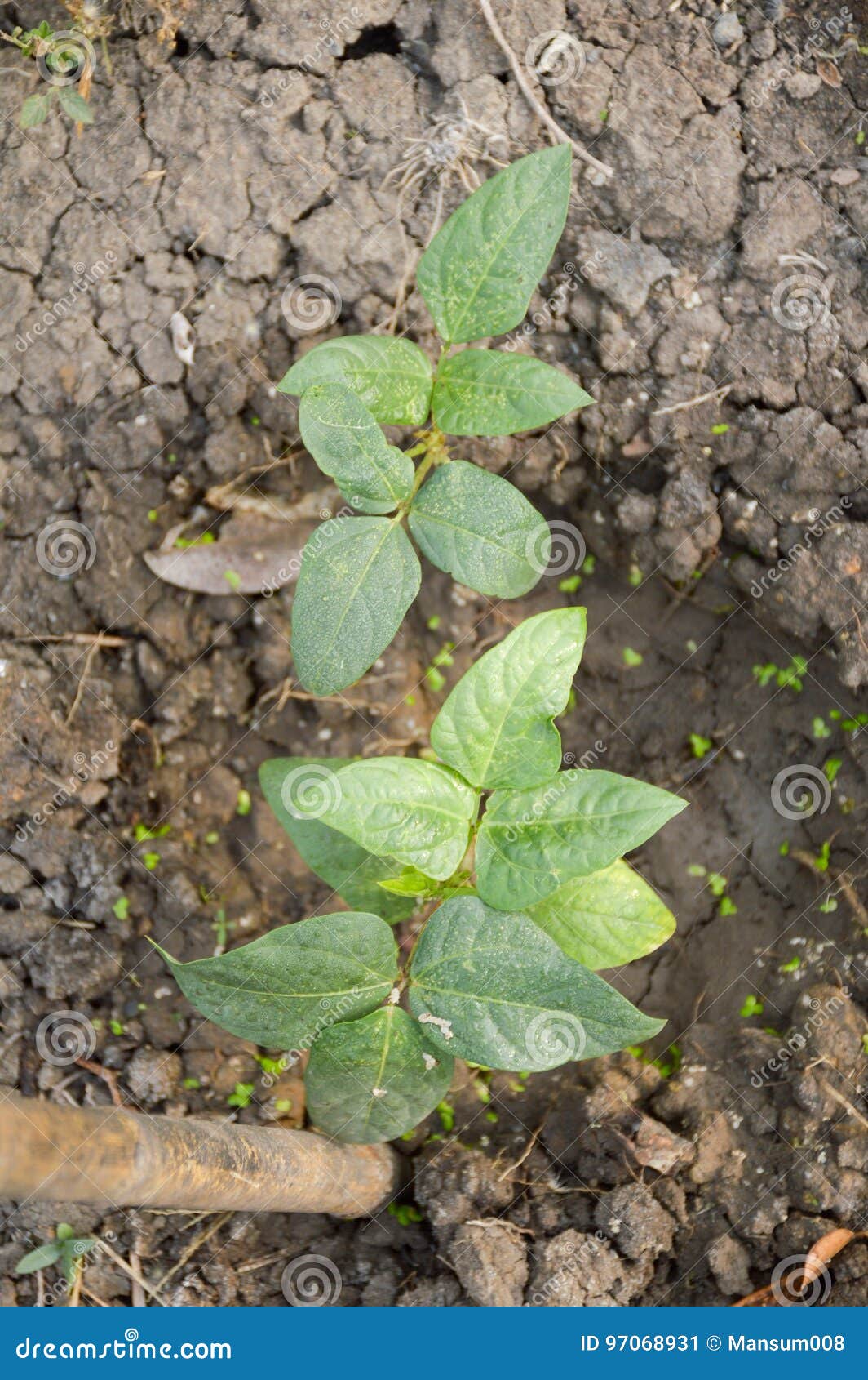 Yard Long Bean Plant in Nature Garden Stock Image Image of sprout