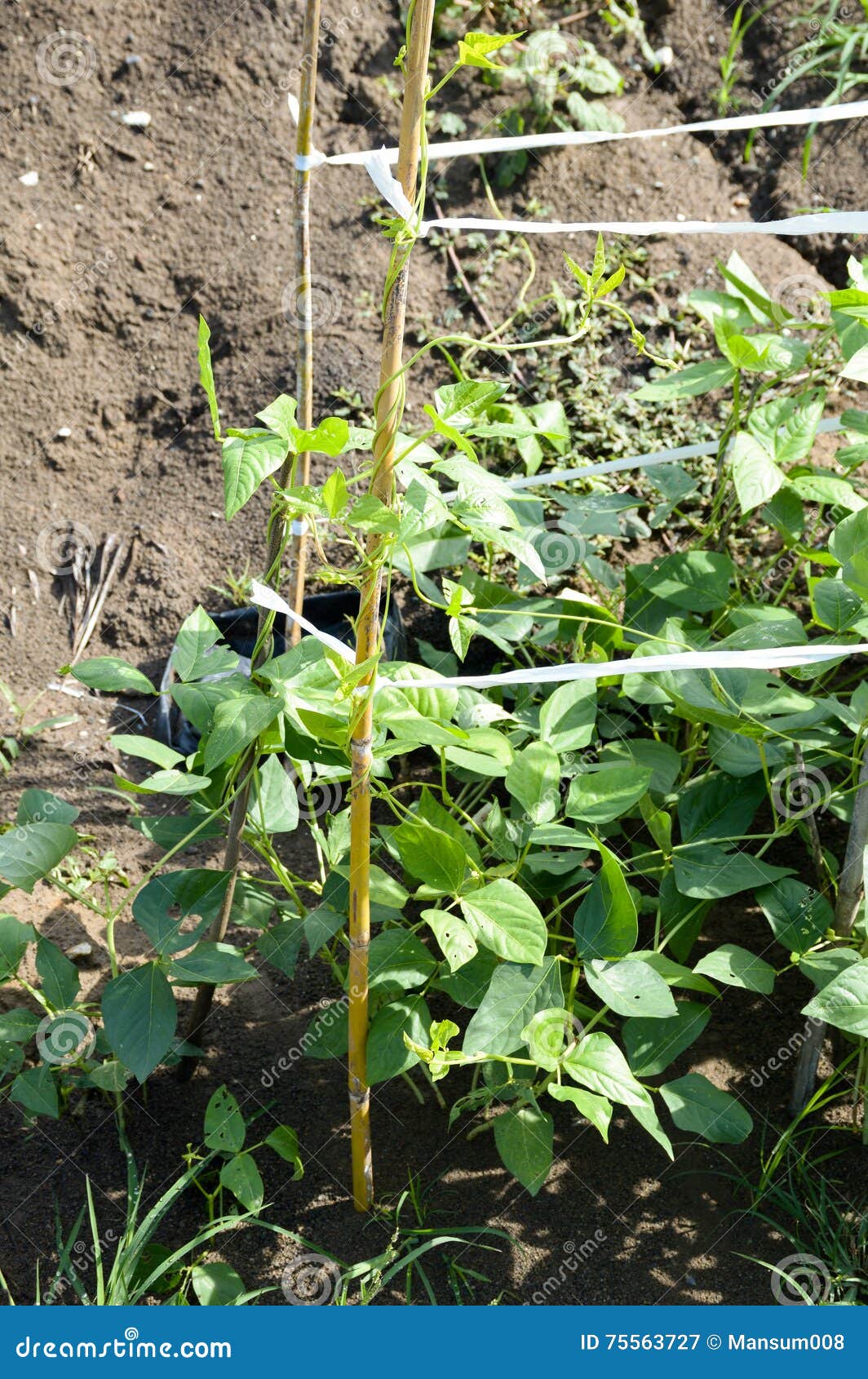Yard Long Bean Plants in Nature Garden Stock Image Image of organic
