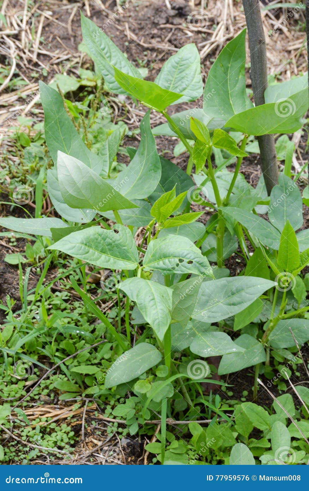 Yard Long Bean Plants in Nature Garden Stock Photo Image of long