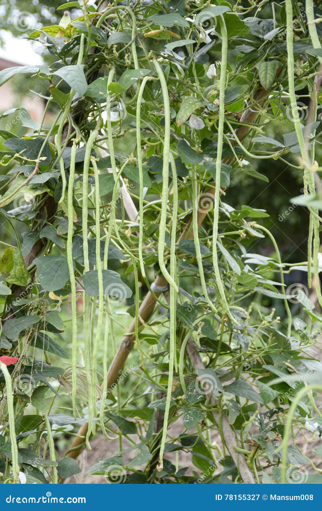 Yard Long Bean Plants in Nature Garden Stock Image Image of yard