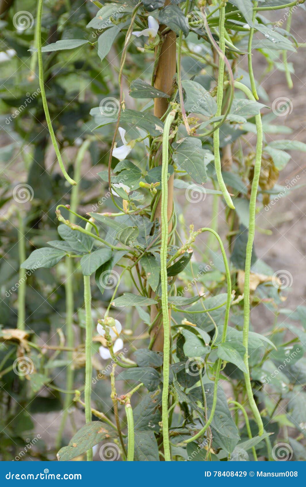 Yard Long Bean Plants in Nature Garden Stock Image Image of growth