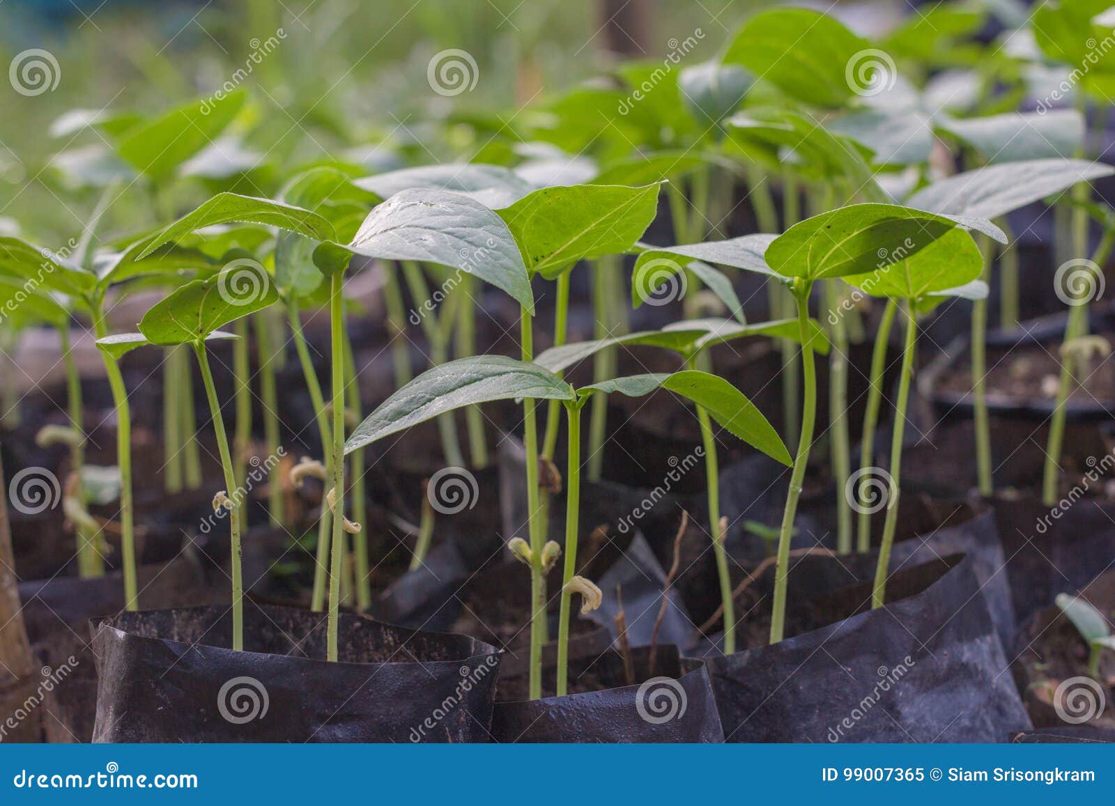 Yard long bean seedling stock image. Image of garden 99007365