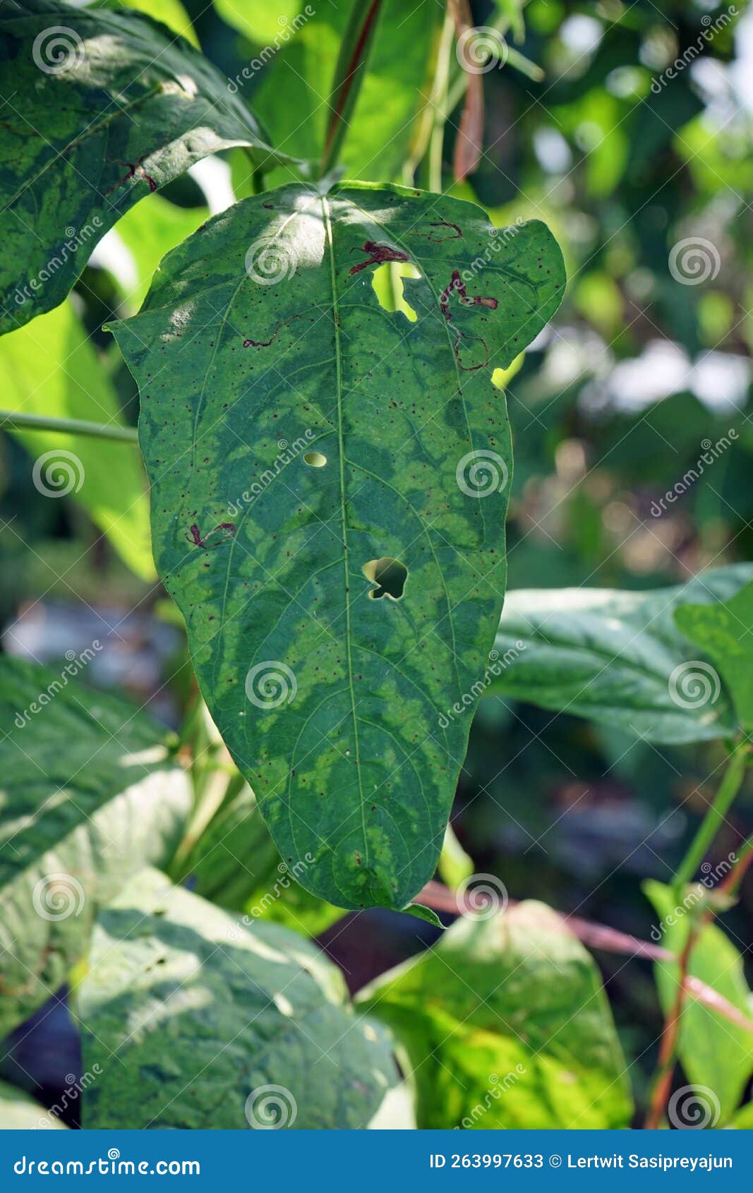 Yard Long Bean Virus Disease, Leaf Mosaic Stock Image Image of long, farm 263997633