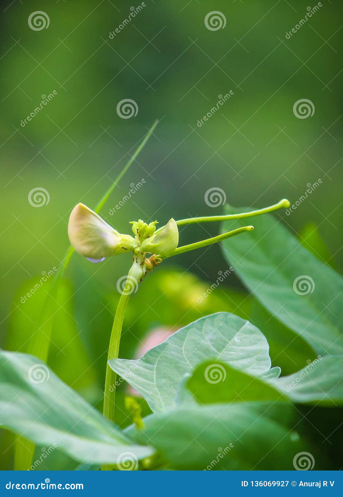 Yard Long Beans Cultivation Kerala Stock Image Image of black