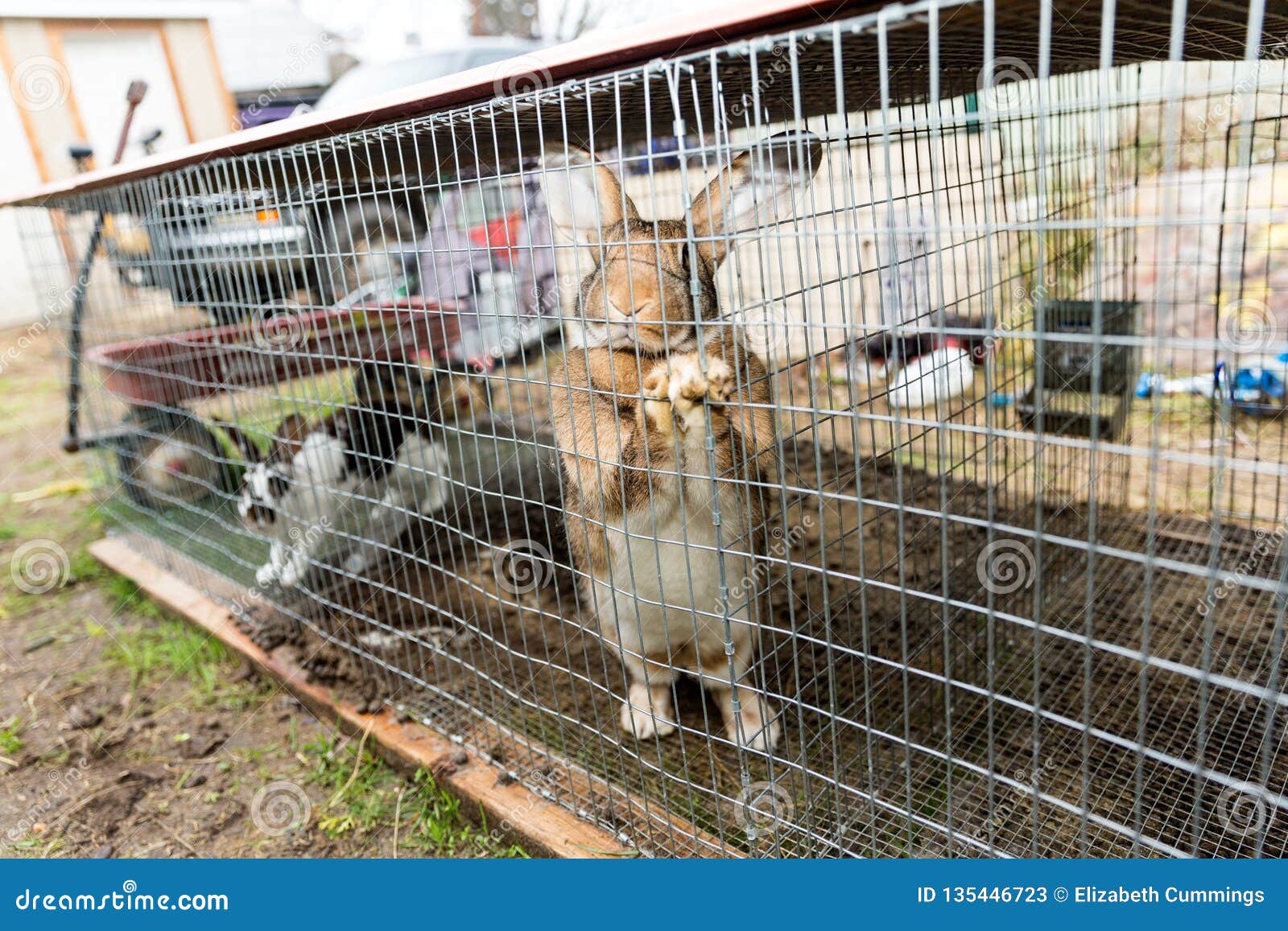 Yard Raised Rabbits in a Cage Outside Stock Image Image of outside