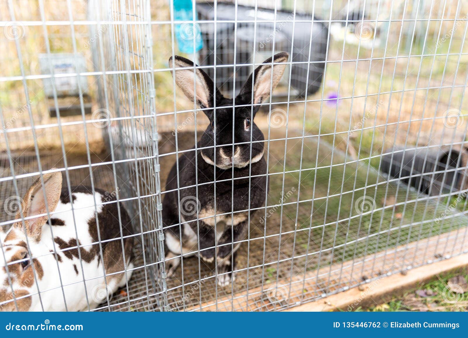 Yard Raised Rabbits in a Cage Outside Stock Photo Image of outside