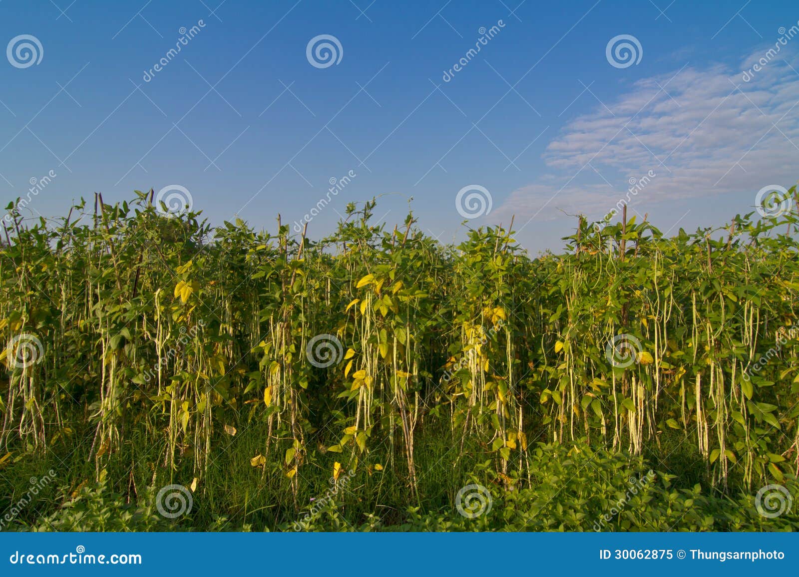 Yardlong Bean Farm and Blue Sky Stock Image Image of organic, field