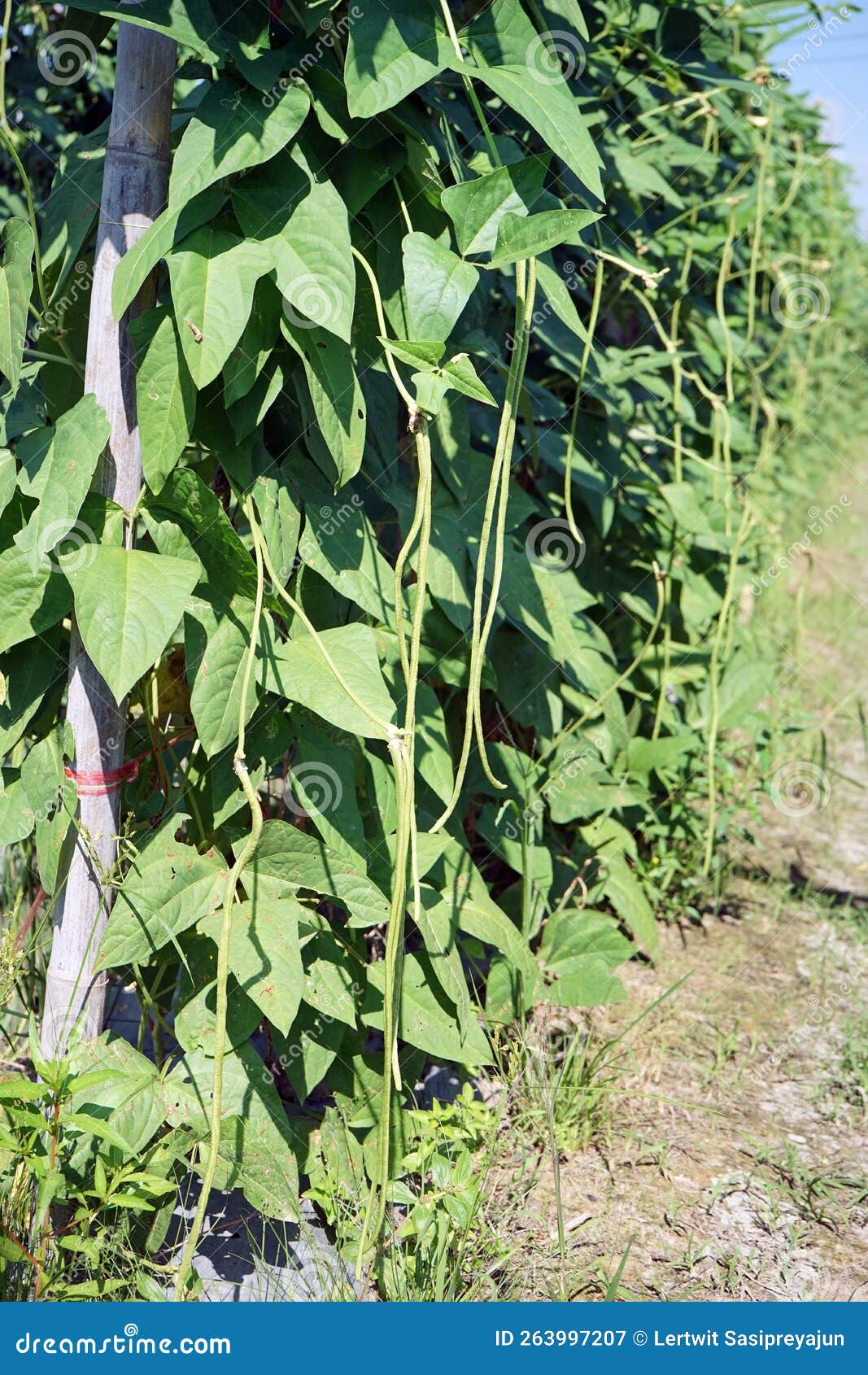 Yardlong Bean Grow in Production Field Stock Image Image of healthy
