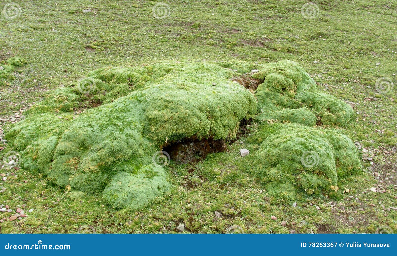 yareta plant, azorella compacta growing on altitude in south america altiplano