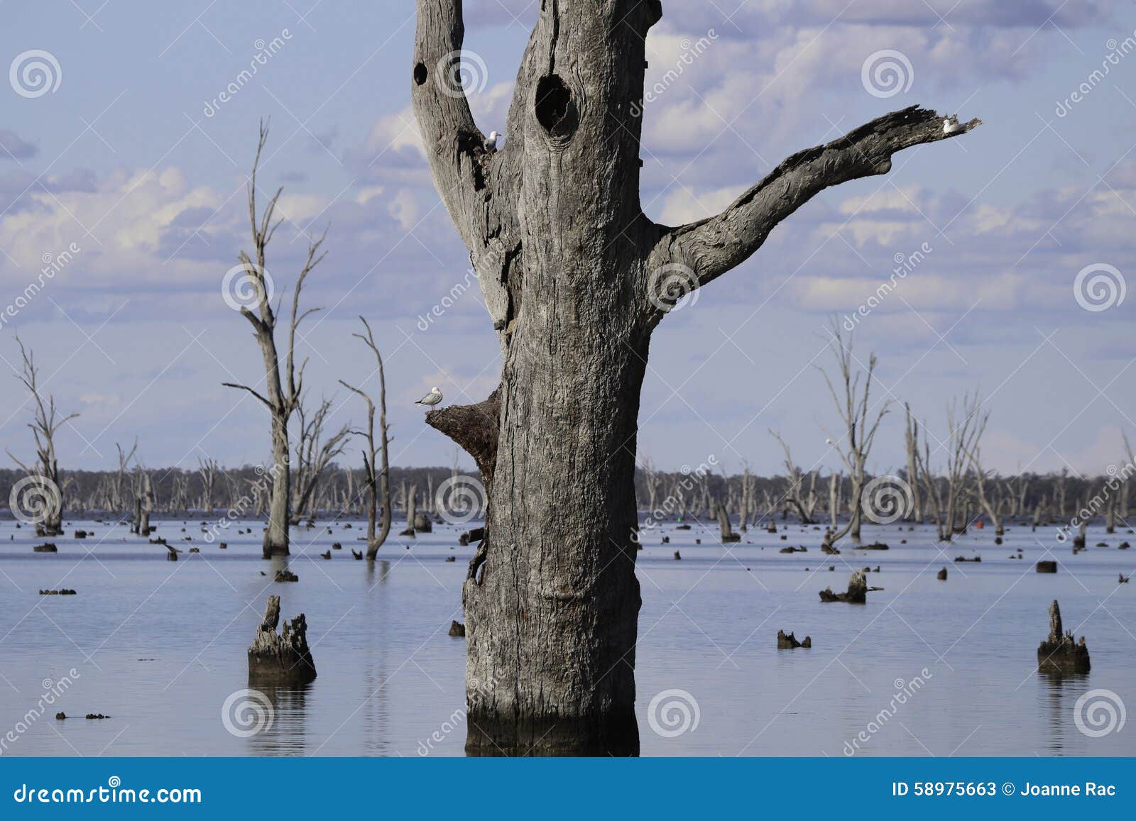 Yarrawonga stock image. Image of plant, water, river 58975663