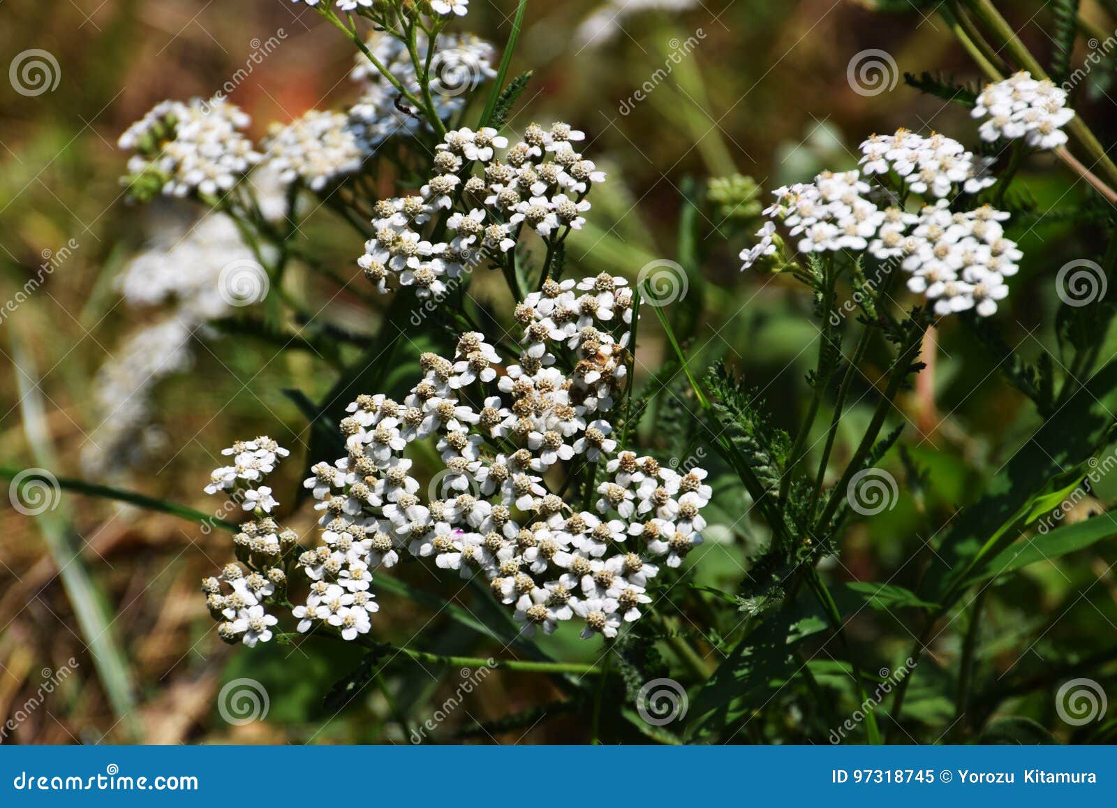 Yarrow fotografering för bildbyråer. Bild av stad, läkemedel - 97318745