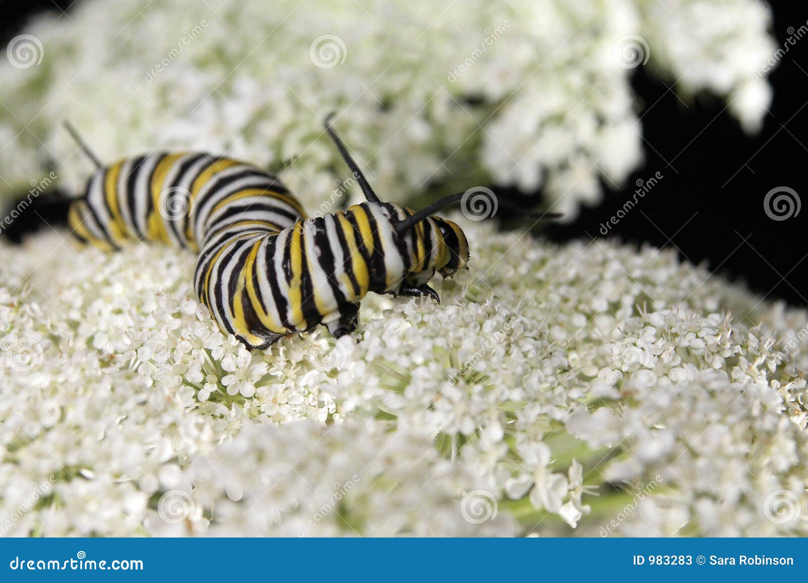 Yarrow stock image. Image of inching, yarrow, crawling - 983283