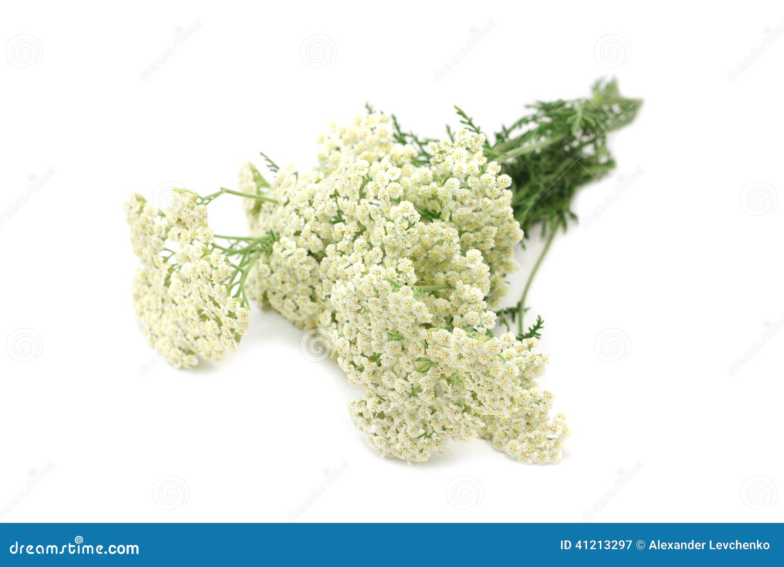 Yarrow bouquet stock image. Image of plant, stems, medicinal - 41213297