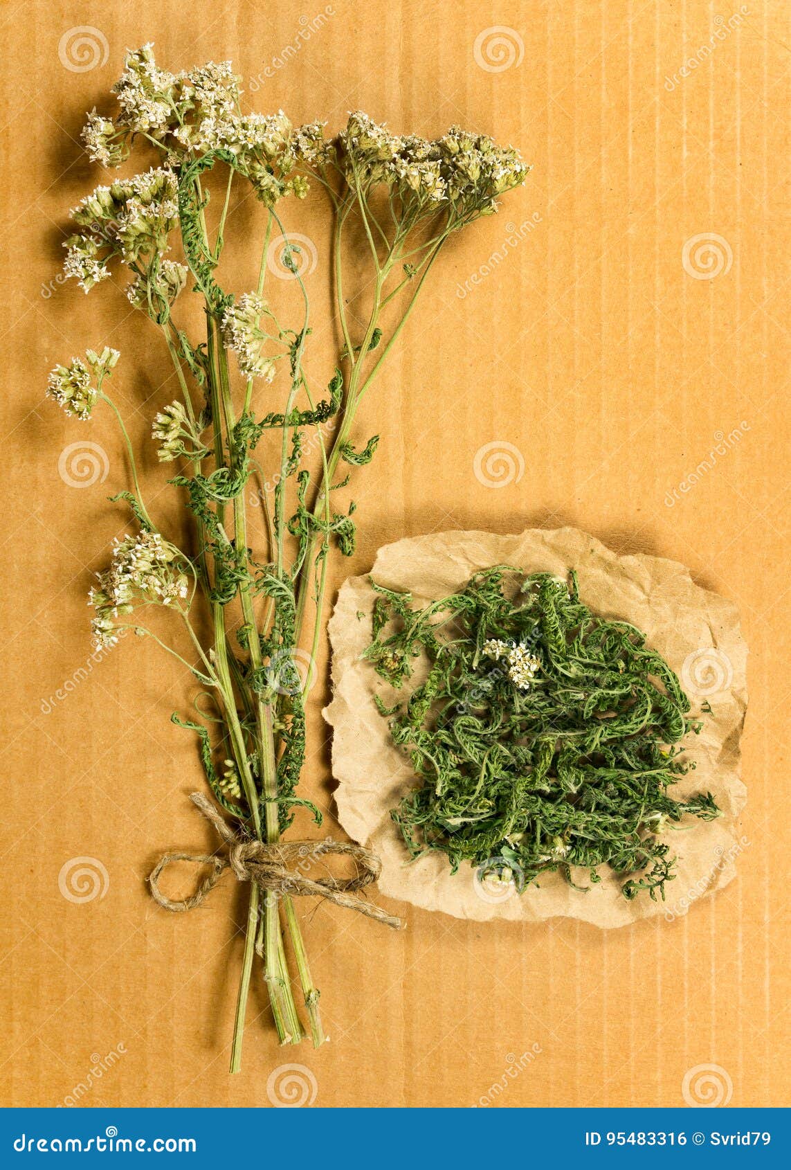 Yarrow. Dried Herbs. Herbal Medicine, Phytotherapy Medicinal Her Stock ...