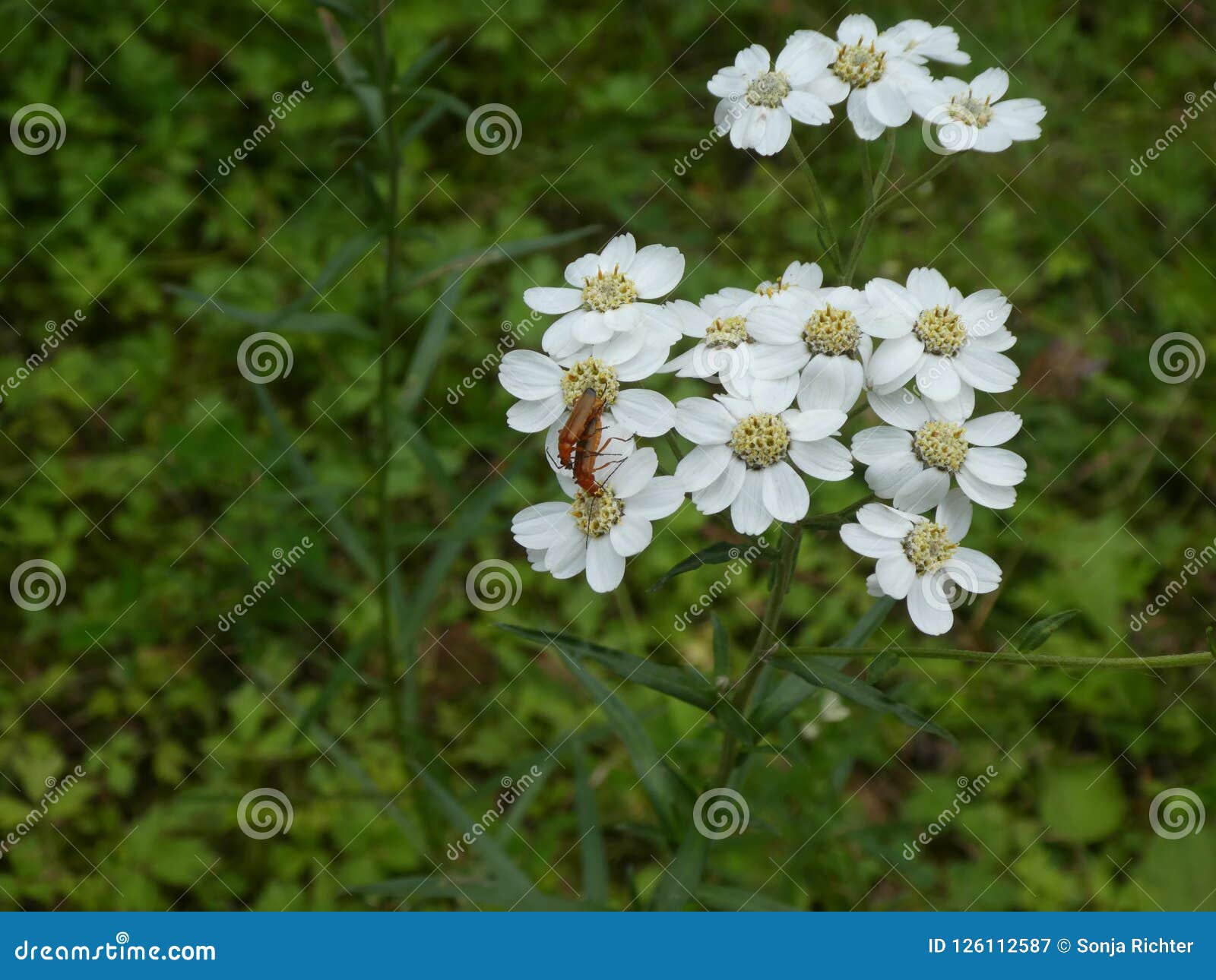 Yarrow Flower with White Blossom in the Forest Stock Image - Image of ...