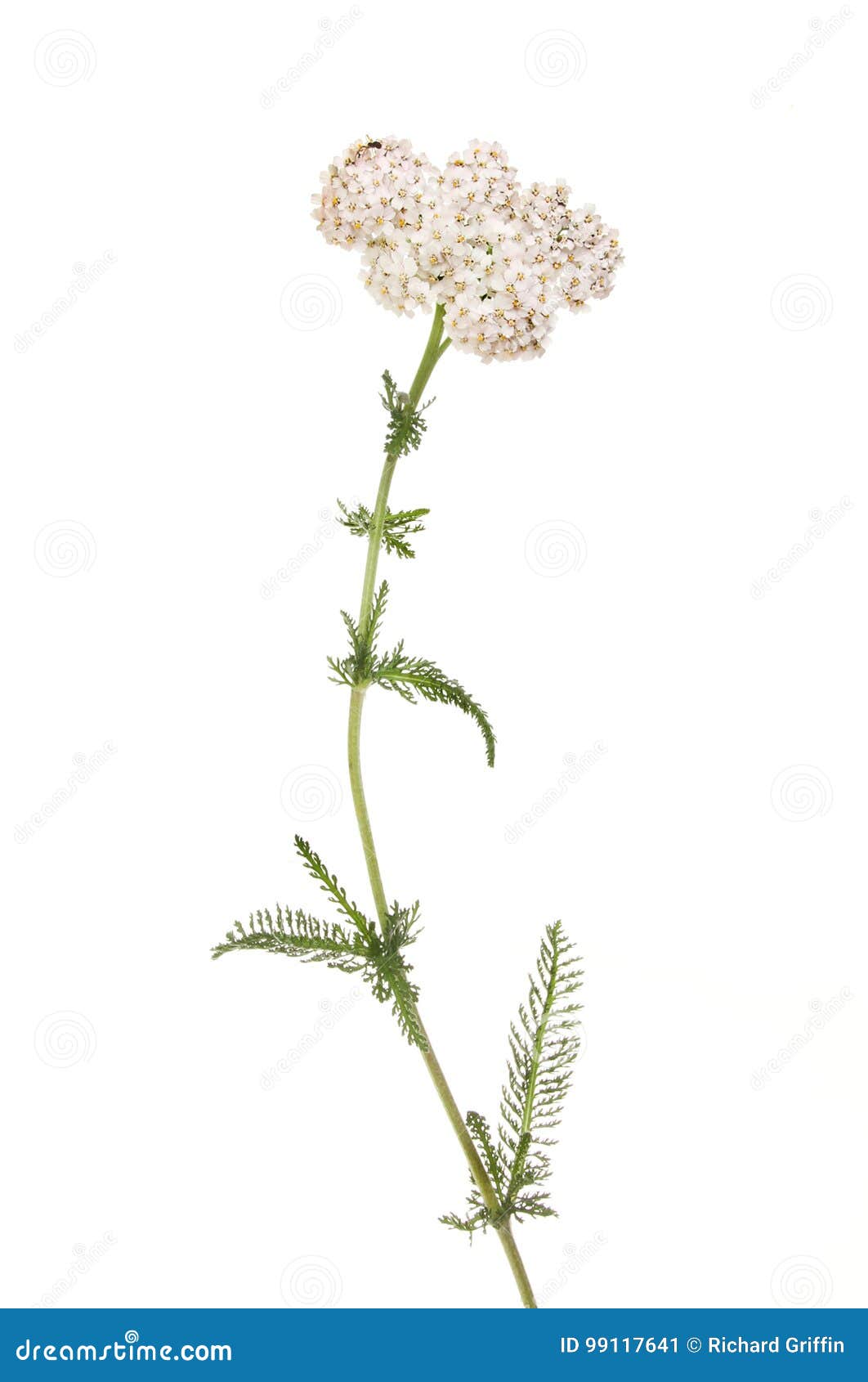 Yarrow flowers and foliage stock image. Image of plant - 99117641