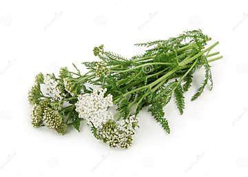 Yarrow herb stock photo. Image of millefolium, pharmacology - 14966846