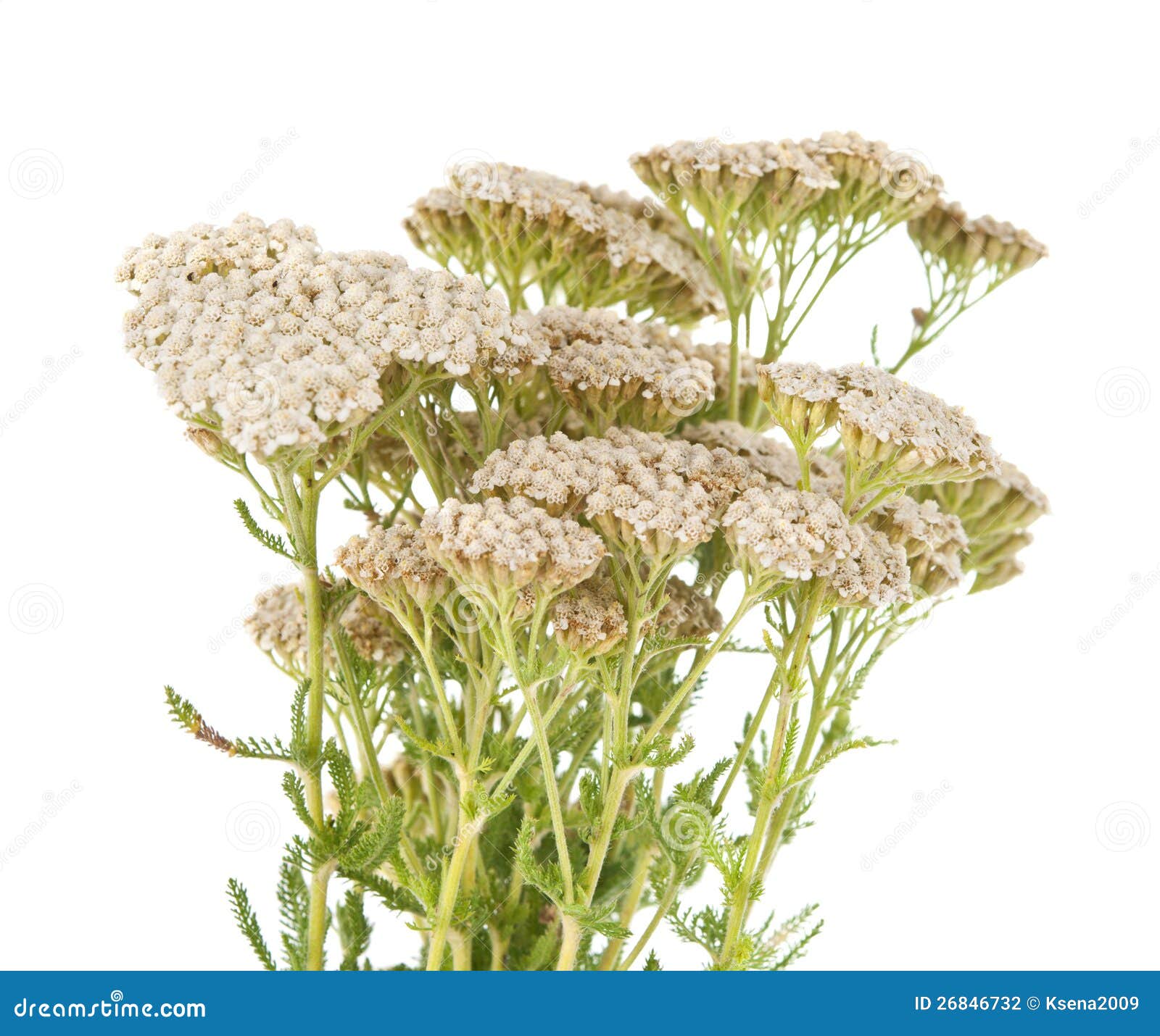 Yarrow herb isolated stock photo. Image of fresh, white 26846732