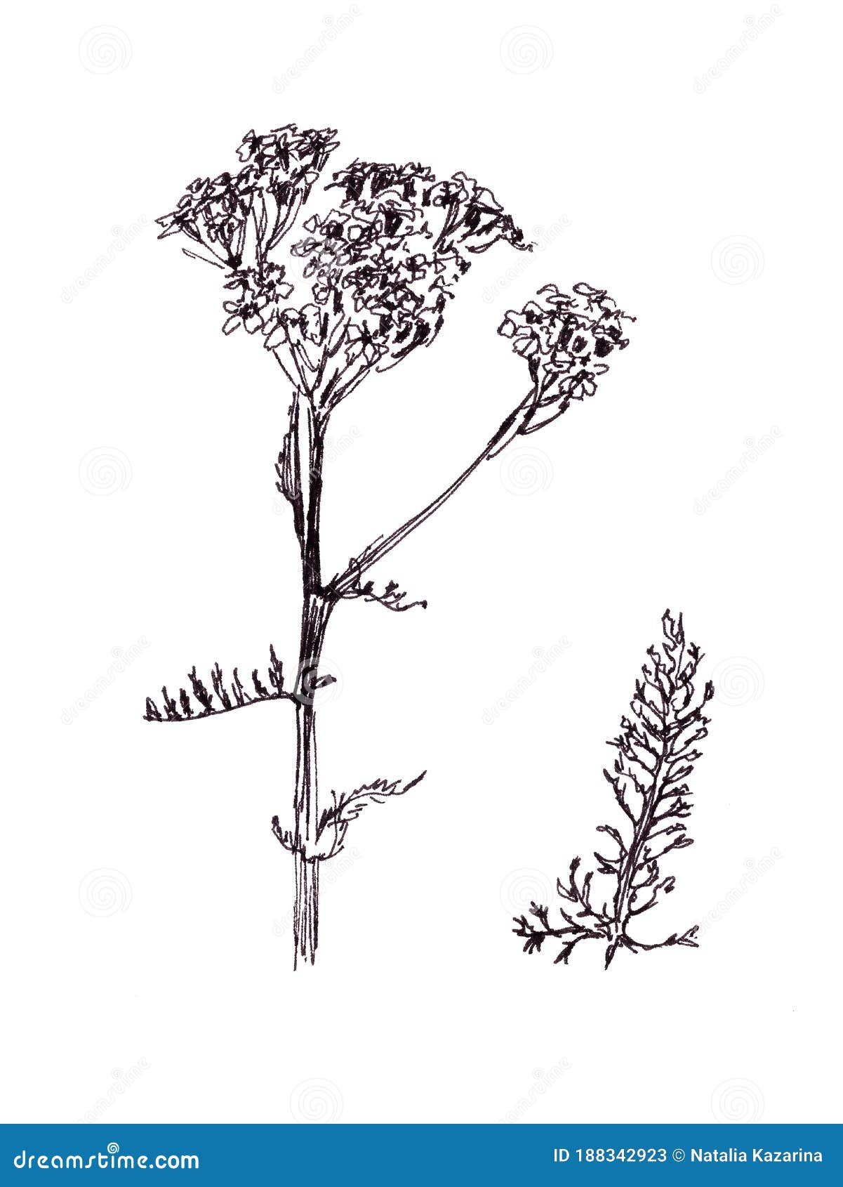 Yarrow, Milfoil, Graphic Black and White Drawing, Botanical Sketch ...