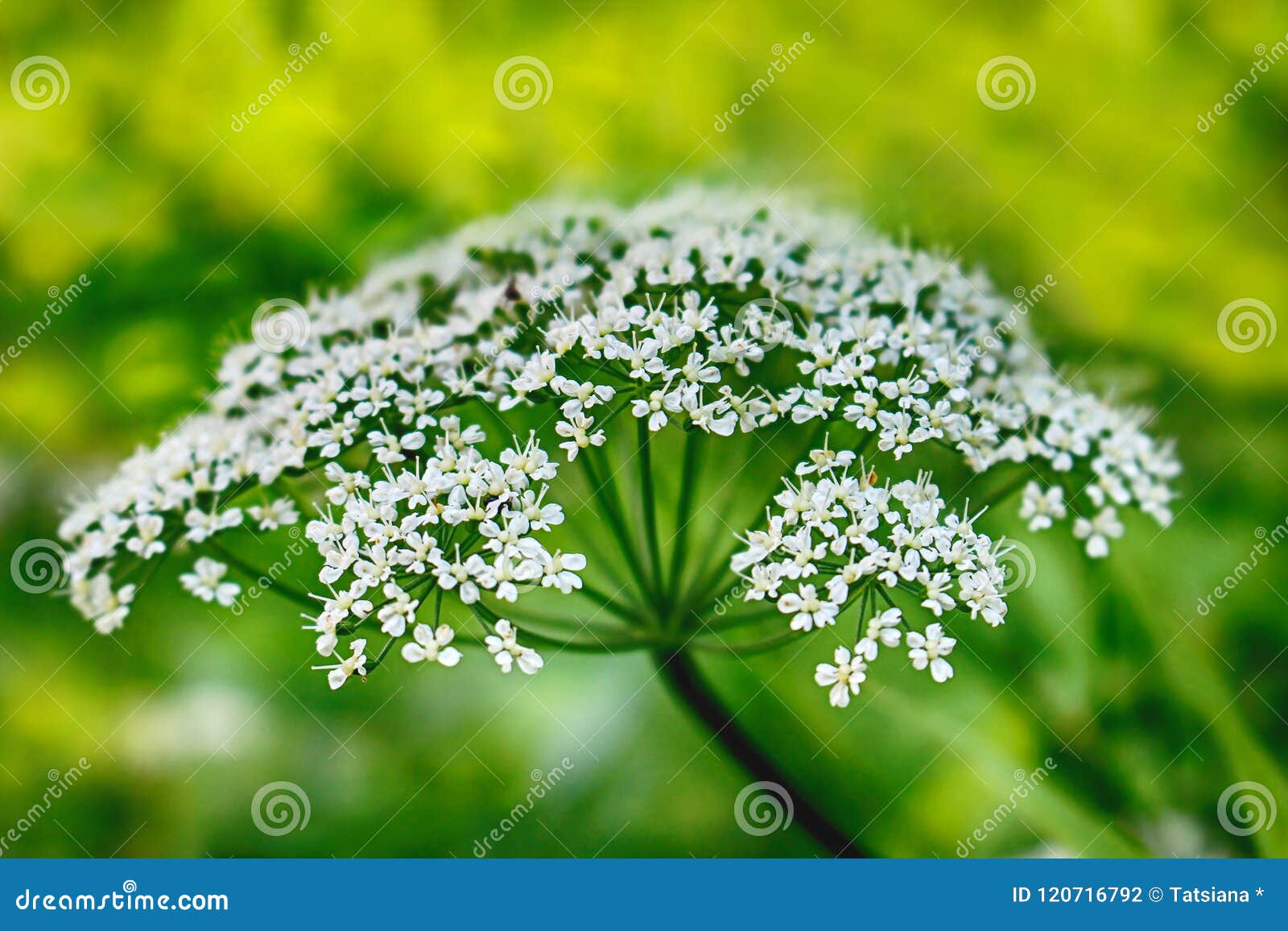 Yarrow, a Perennial Herb, Macro Stock Photo - Image of background ...