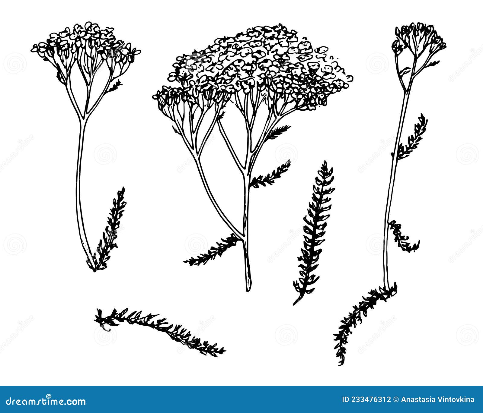 YARROW Set in Sketch Style. Hand-drawn Set of Medicinal Yarrow Plant ...