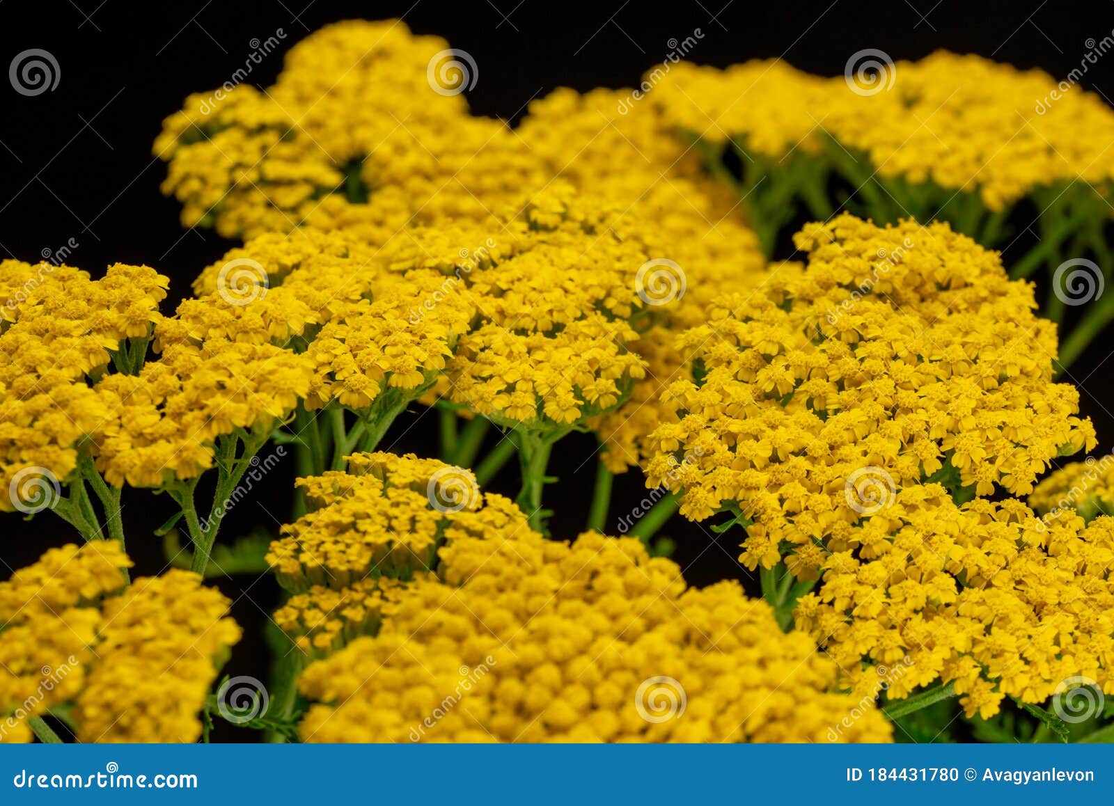 Yarrow Yellow Flowers Achillea Filipendulina Stock Photo Image Of Leaved Flowers 184431780