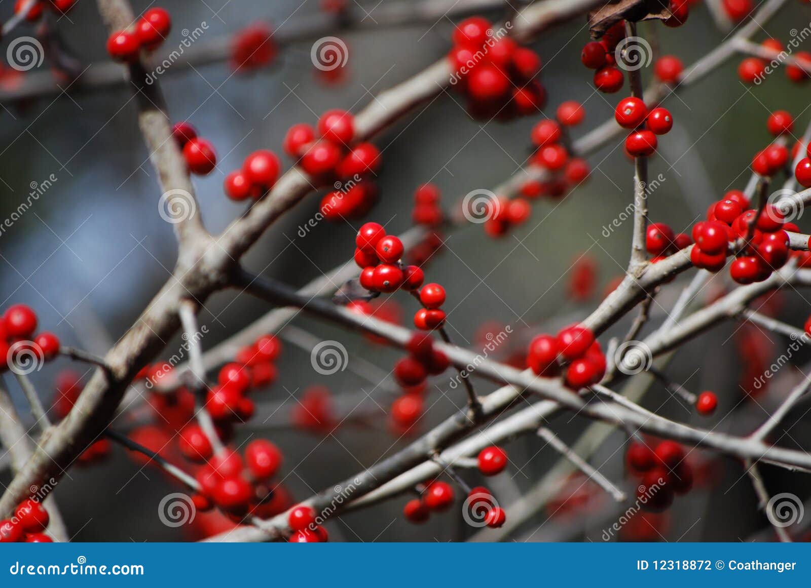 Yaupon berries stock photo. Image of plant, bush, fruit 12318872