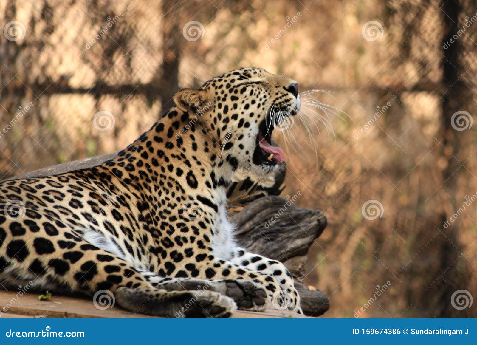 yawn of the indian leopard