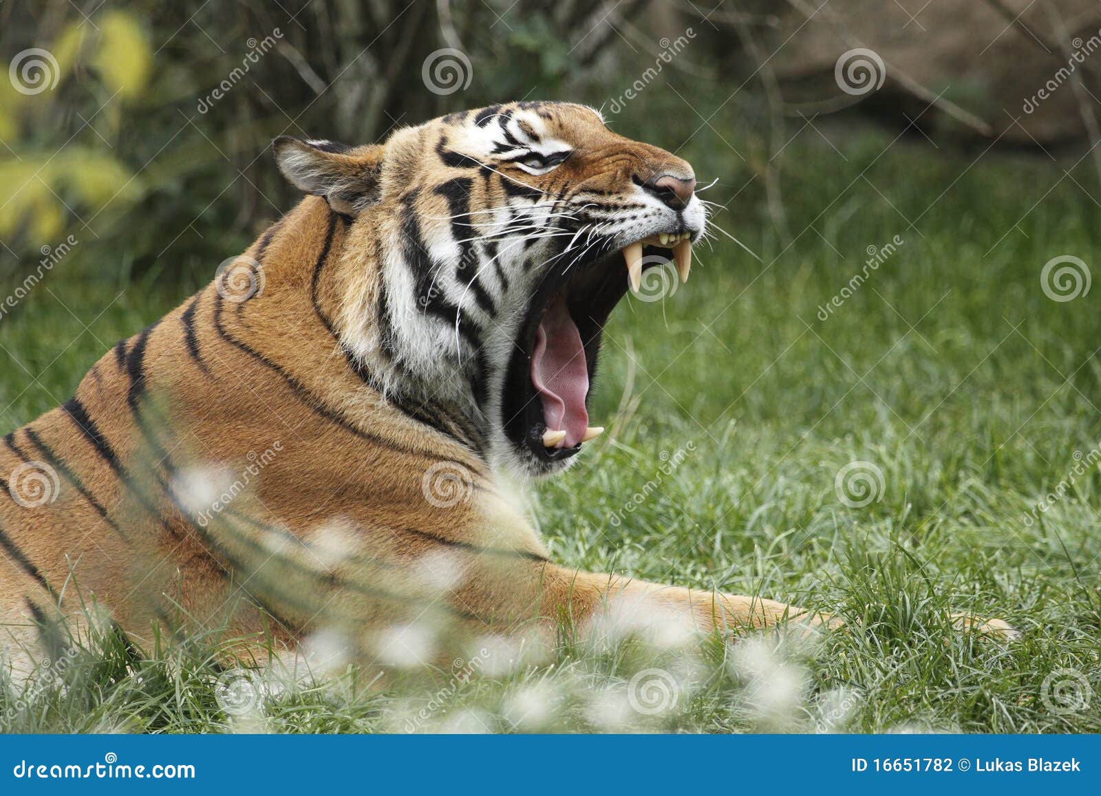 yawning amur tiger