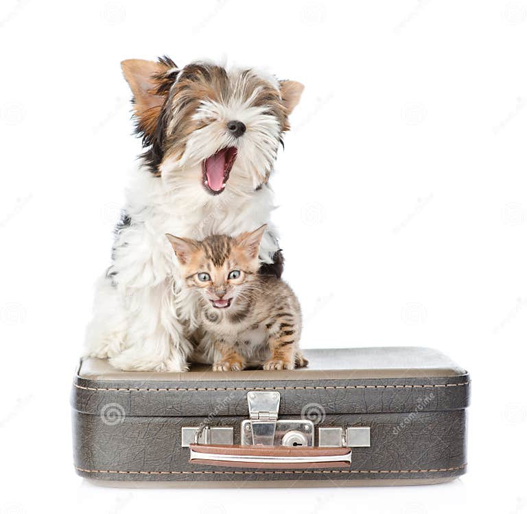 Yawning BiewerYorkshire Terrier Dog and Bengal Cat Sitting on a Bag