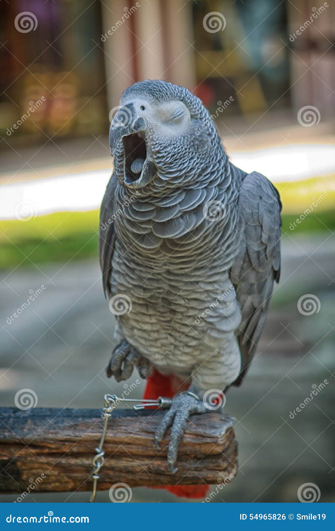 Yawning big parrot stock photo. Image of creature, aves 54965826