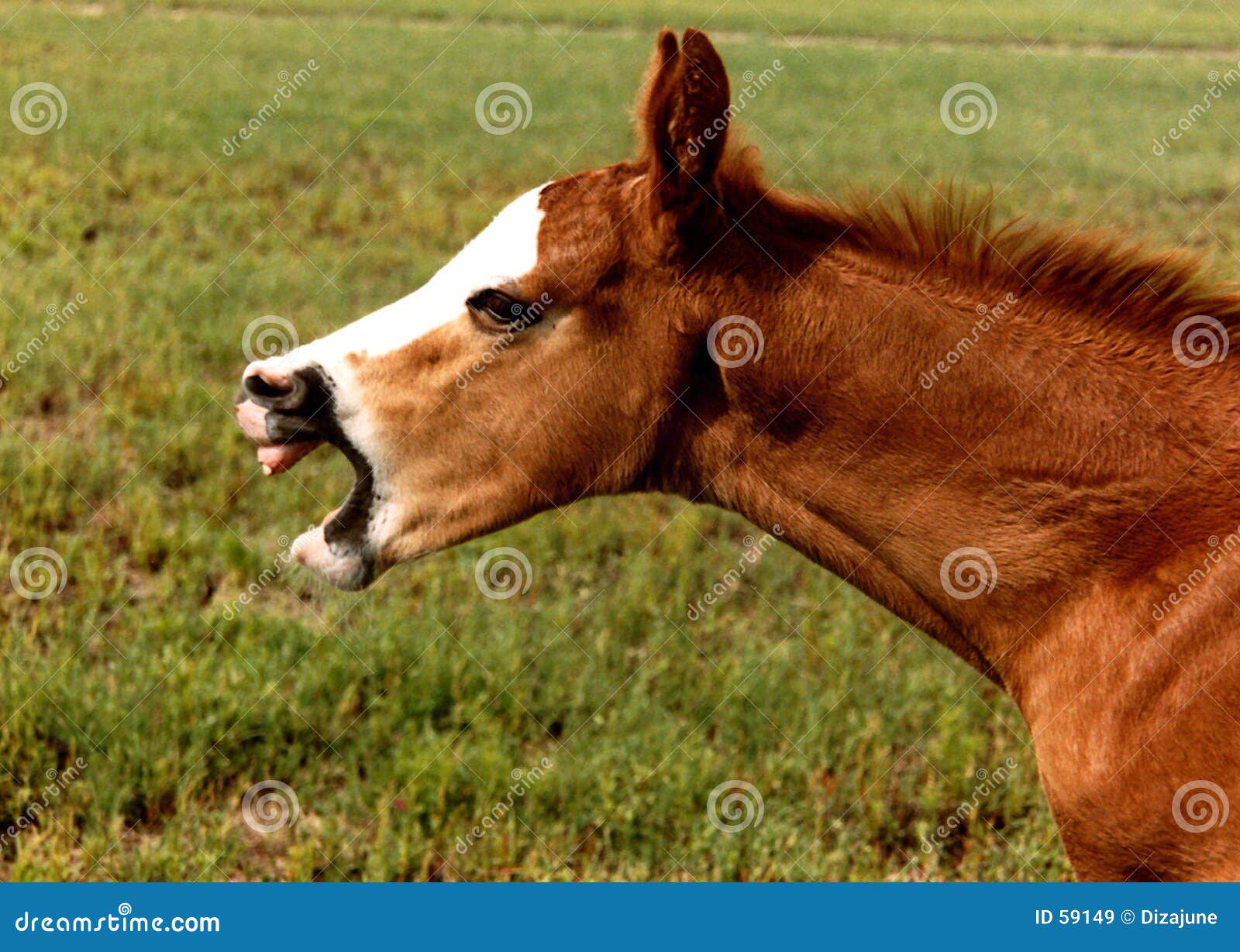 yawning colt