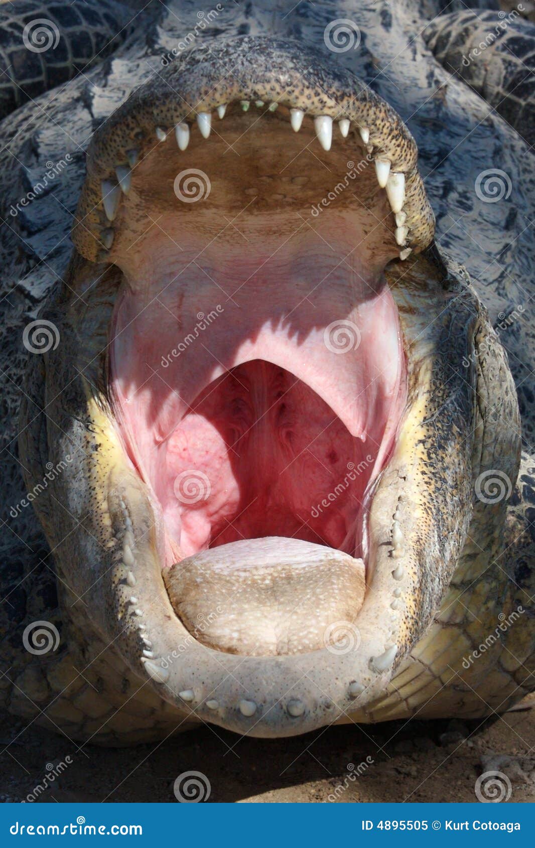 Yawning Crocodile stock image. Image of frontal, gullet 4895505