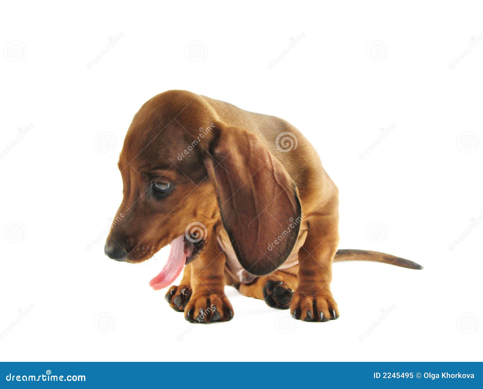 Yawning dachshund stock image. Image of brown, yawning 2245495