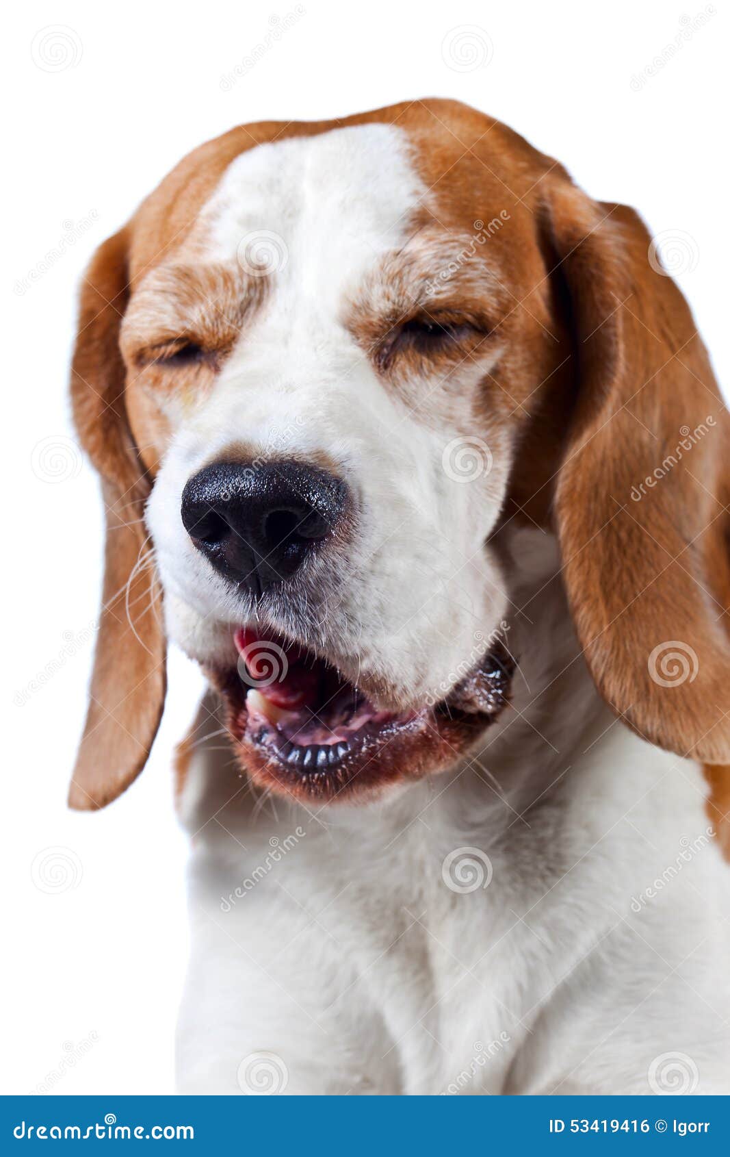 Yawning dog stock photo. Image of beagle, isolated, beautiful 53419416