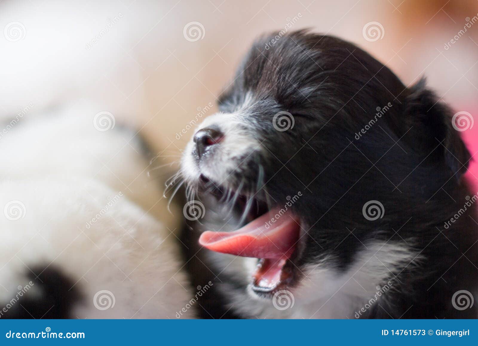 yawning dog mammal