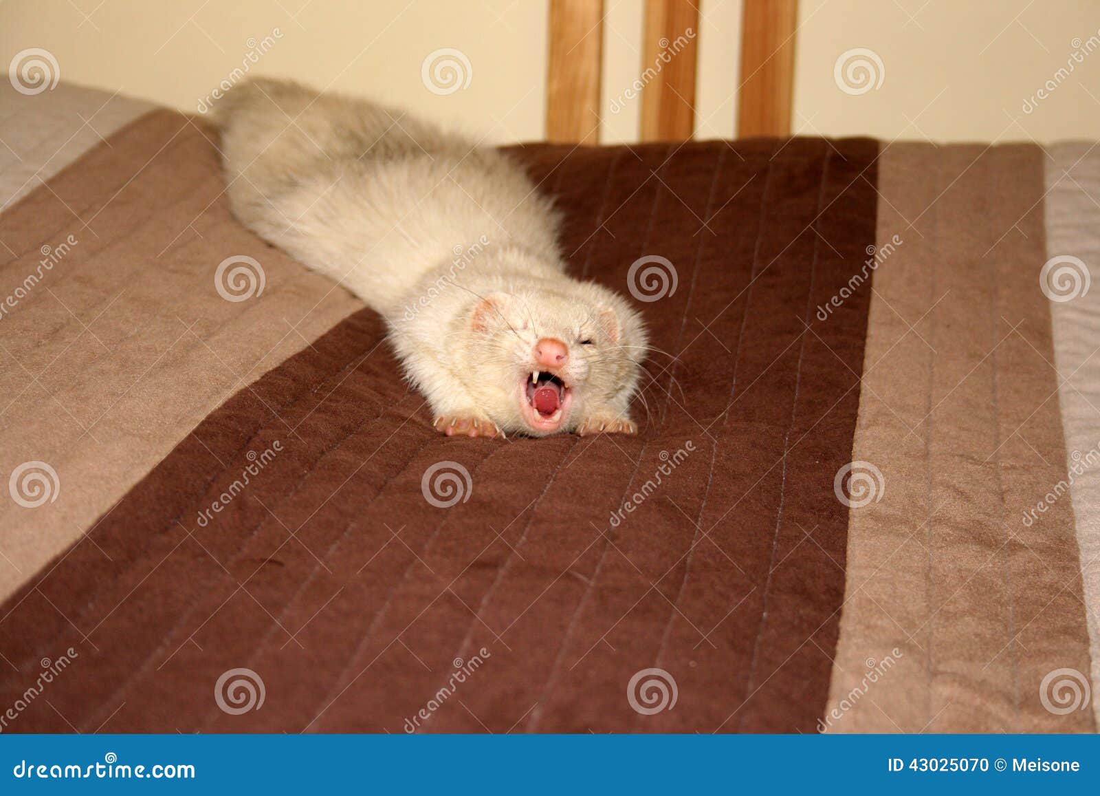 Yawning ferret stock photo. Image of predator, silver 43025070