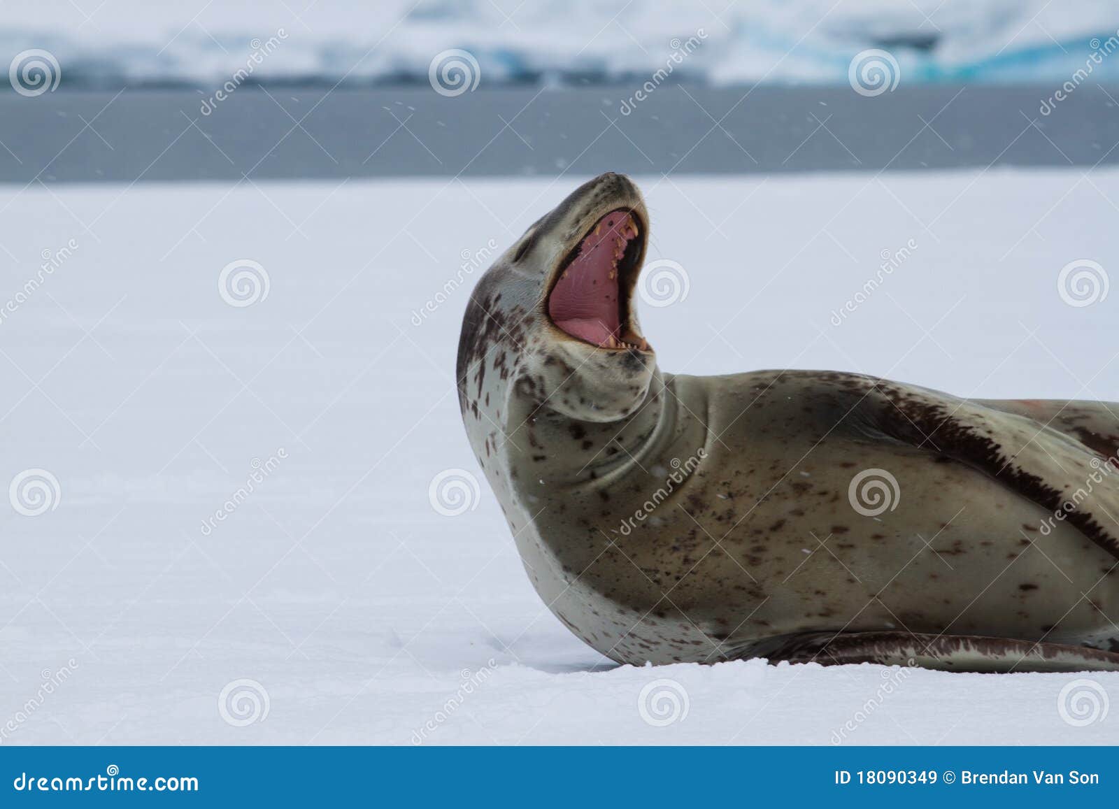 Yawning Leopard Seal stock image. Image of yawning, yawn 18090349