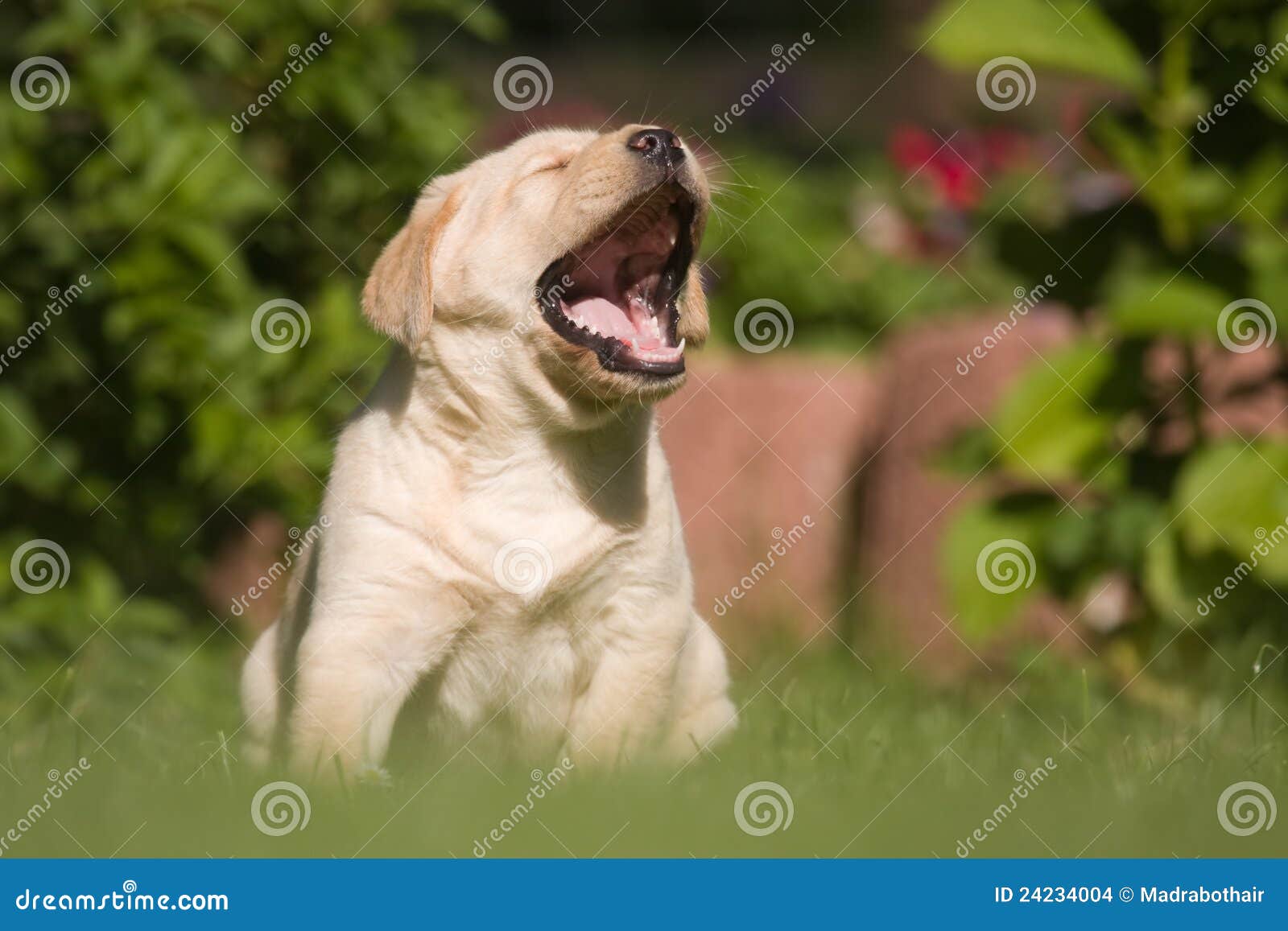 Yawning puppy stock photo. Image of cute, young, puppy 24234004